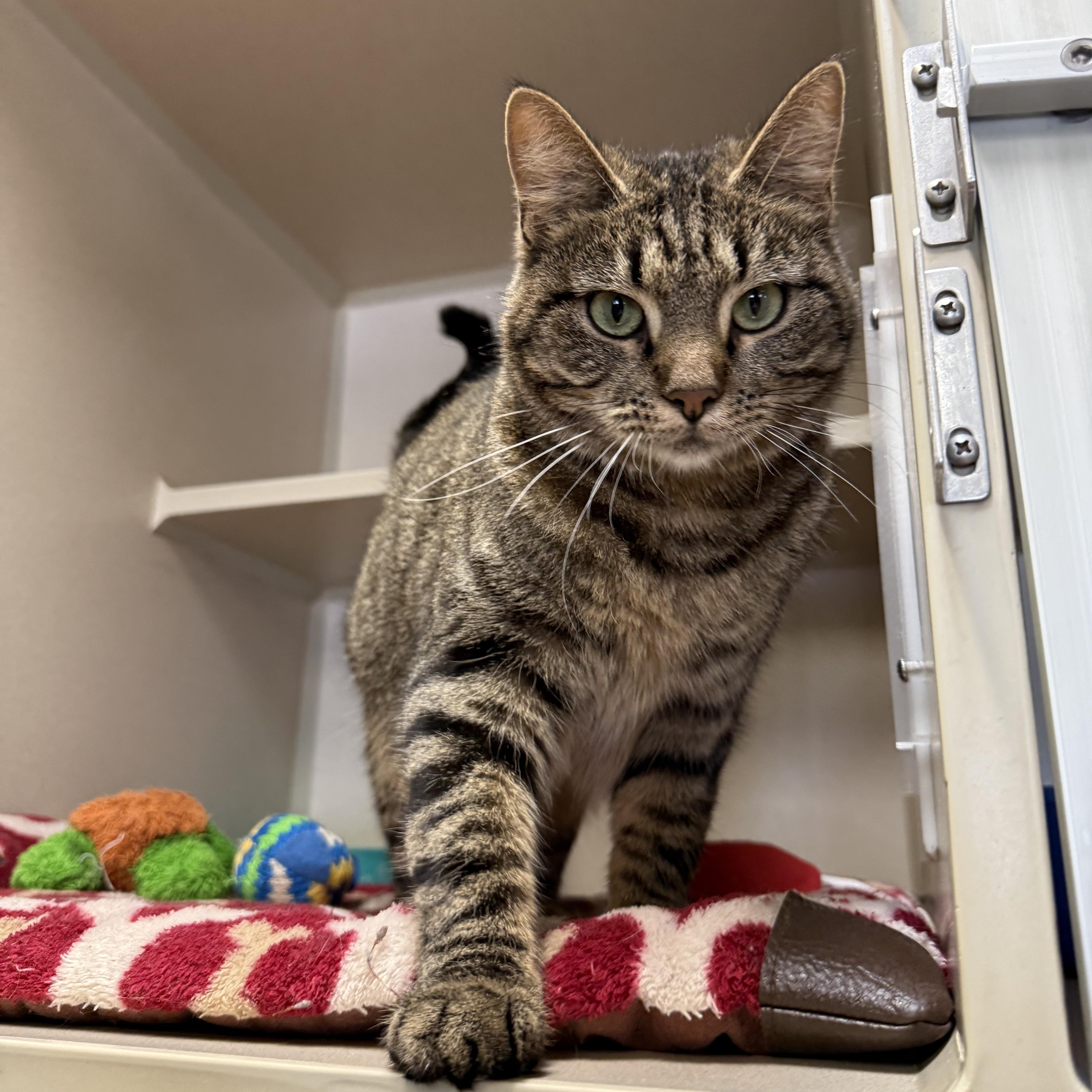 Enlarge Rolly Polly, a Adoptable mixed breed in Thayne, WY image 1/3