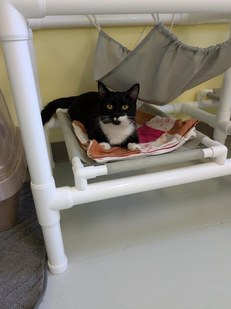 Max, Adopted, Young Male Domestic Short Hair.