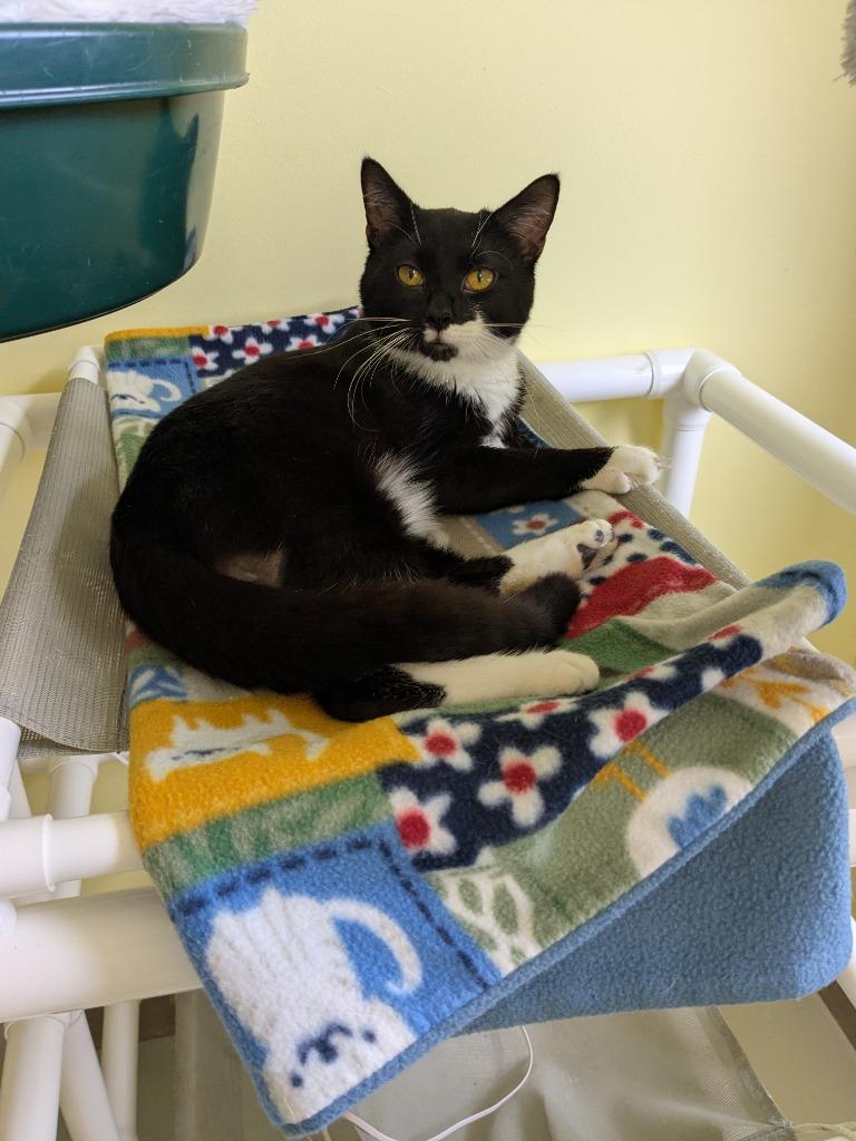 Enlarge Max, a Adopted mixed breed in Blountville, TN image 2/3