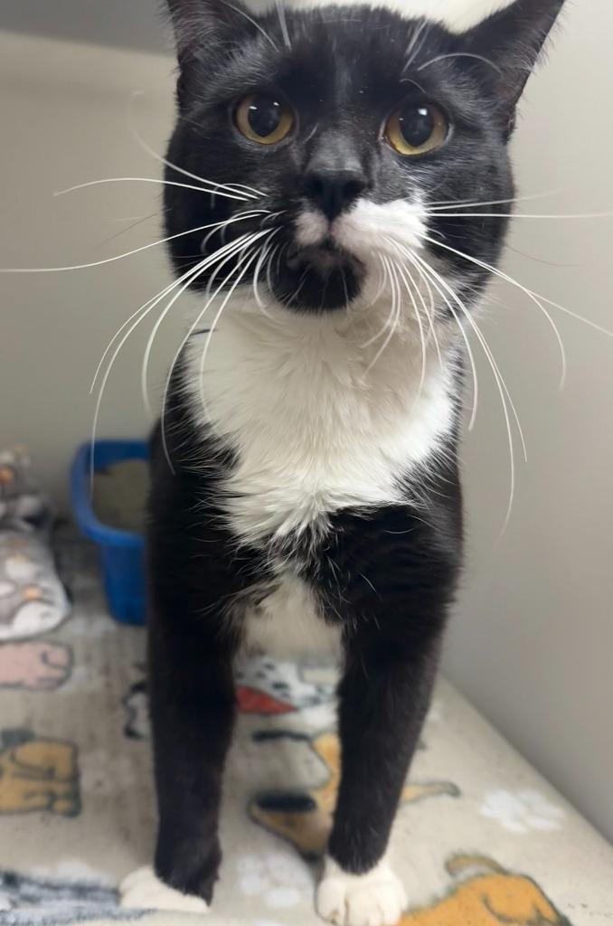 Enlarge Max, a Adopted mixed breed in Blountville, TN image 3/3