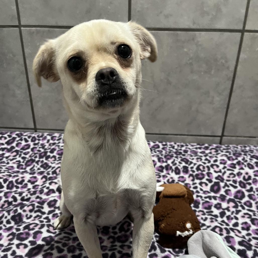 Ojo, Adoptable, Adult Female Pug & Chihuahua.