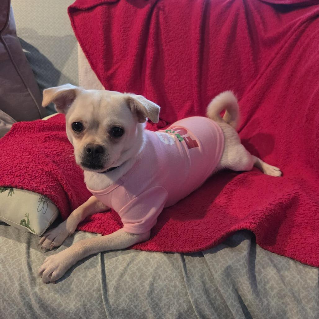 Ojo, a Adoptable mixed breed in Jackson, MO image 2/5