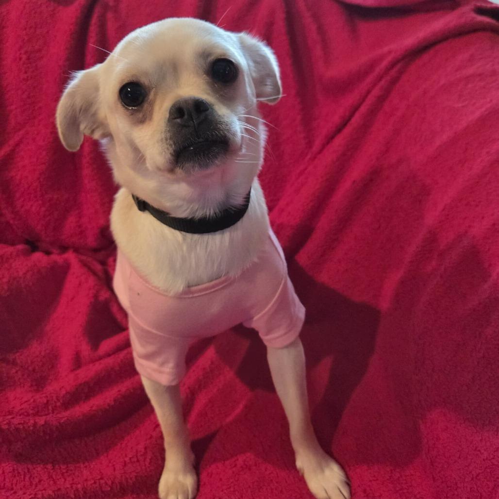 Ojo, a Adoptable mixed breed in Jackson, MO image 3/5