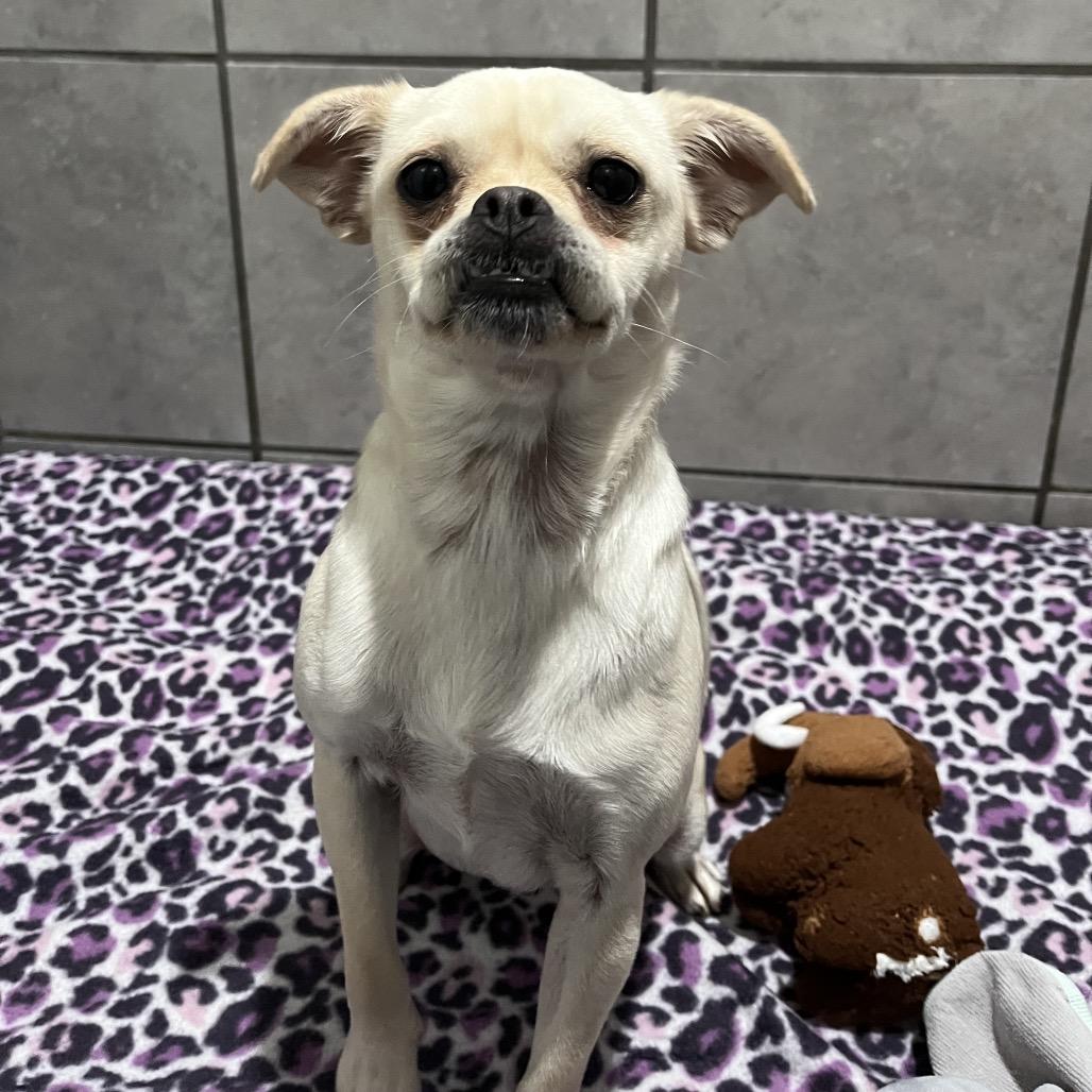 Ojo, a Adoptable mixed breed in Jackson, MO image 4/5