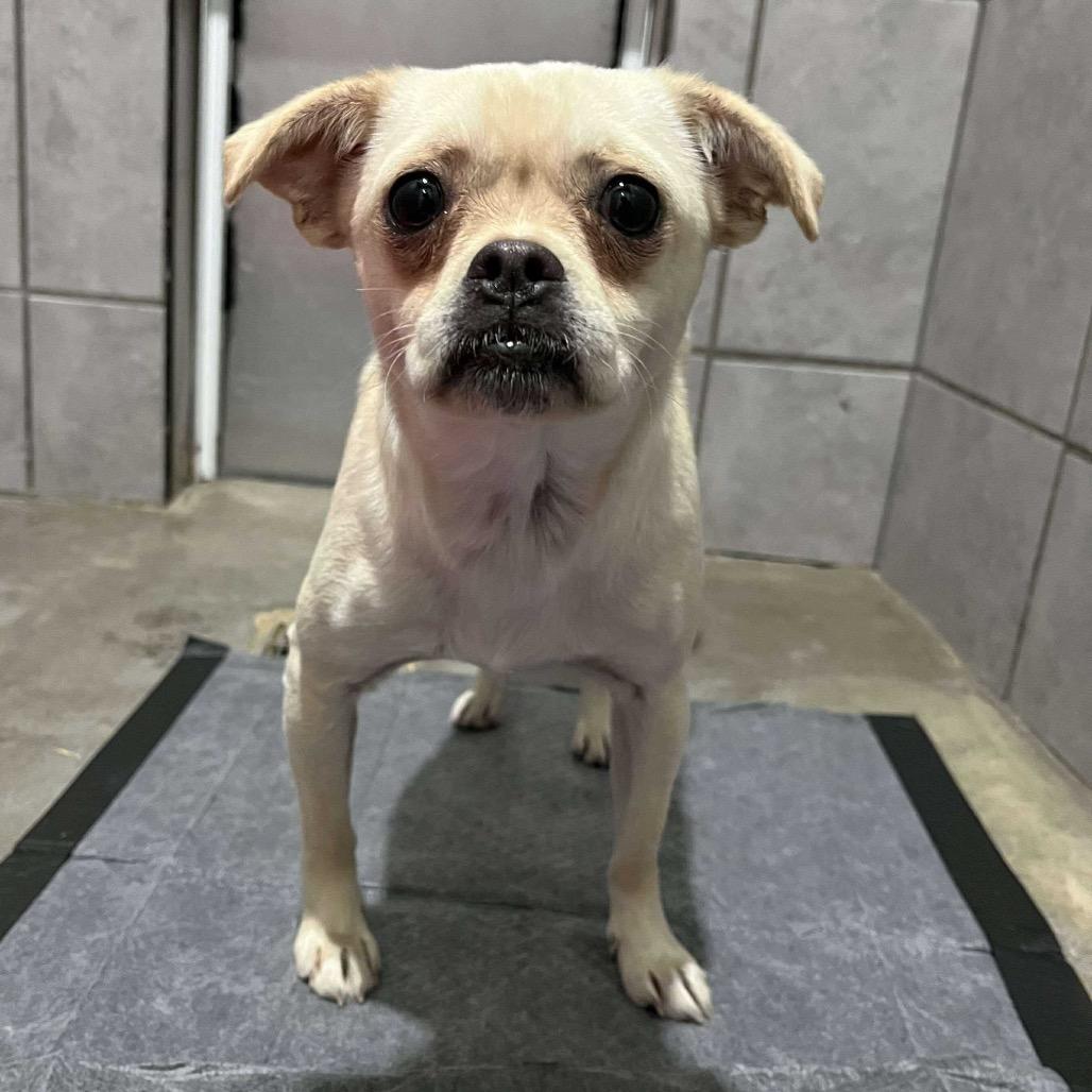 Ojo, a Adoptable mixed breed in Jackson, MO image 5/5