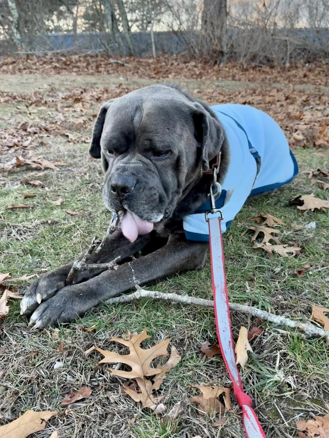 Enlarge Bruce, a Adoptable mixed breed in Exeter, RI image 6/6