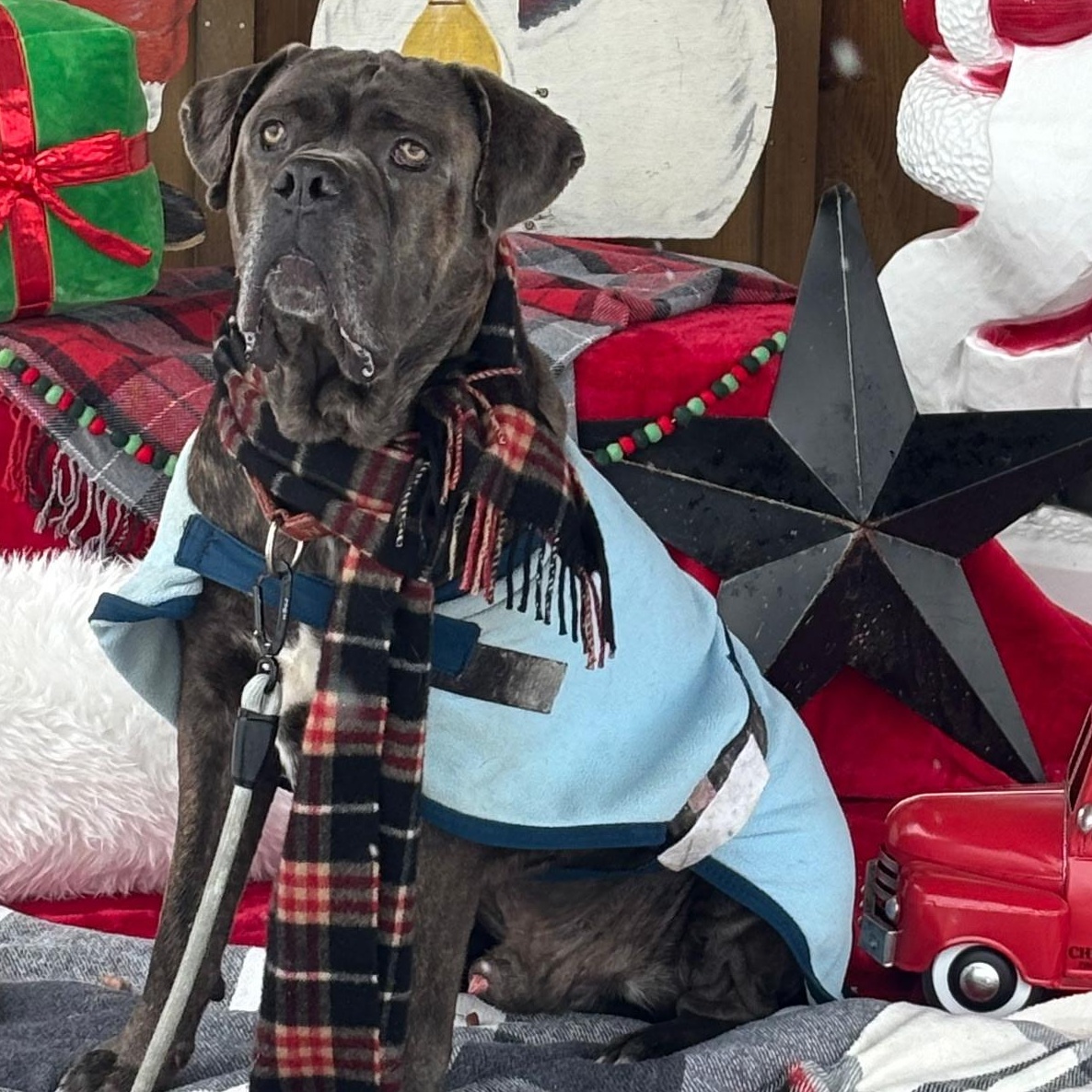 Bruce, Adoptable, Young Male Cane Corso.