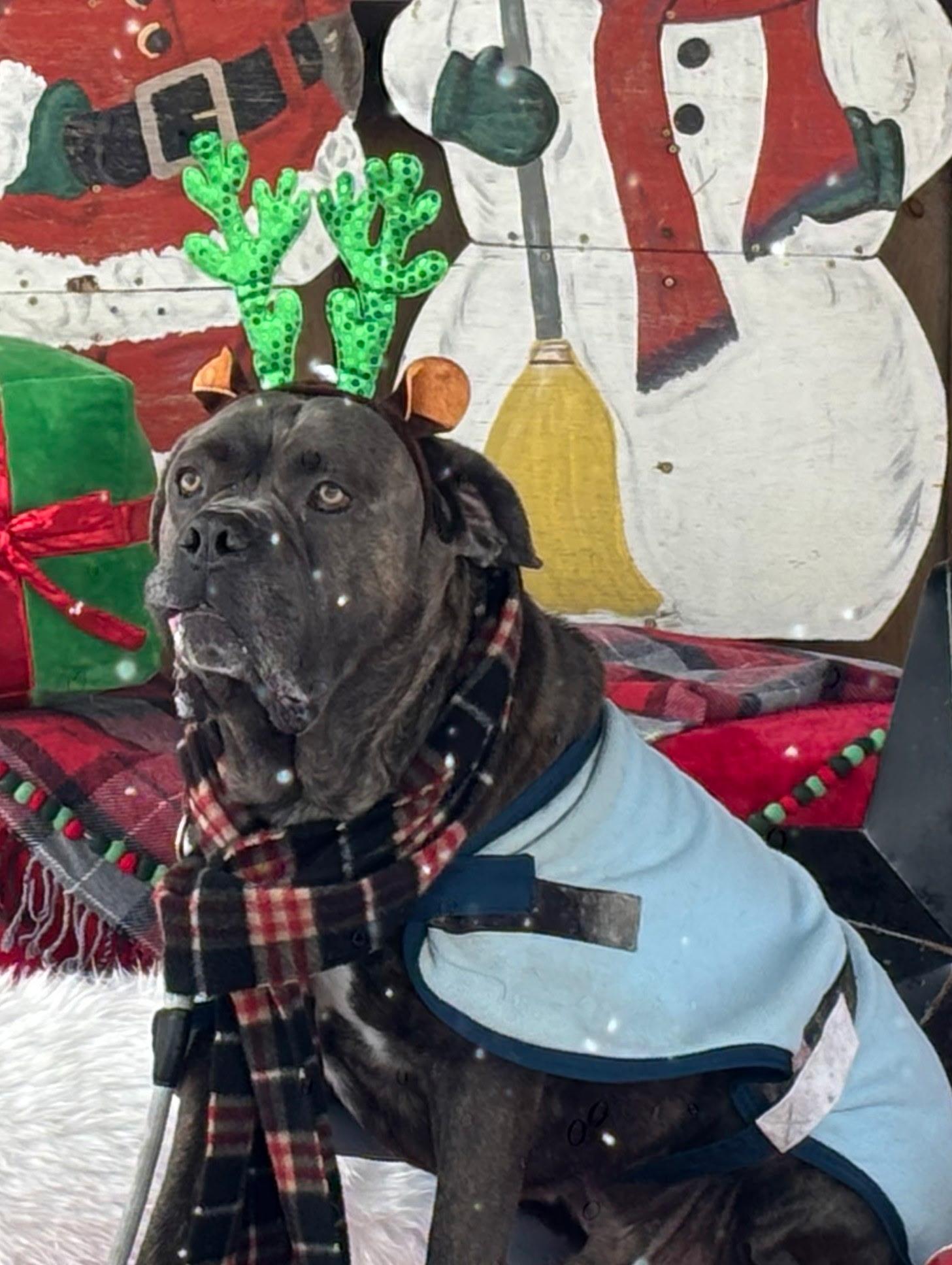 Enlarge Bruce, a Adoptable mixed breed in Exeter, RI image 2/6