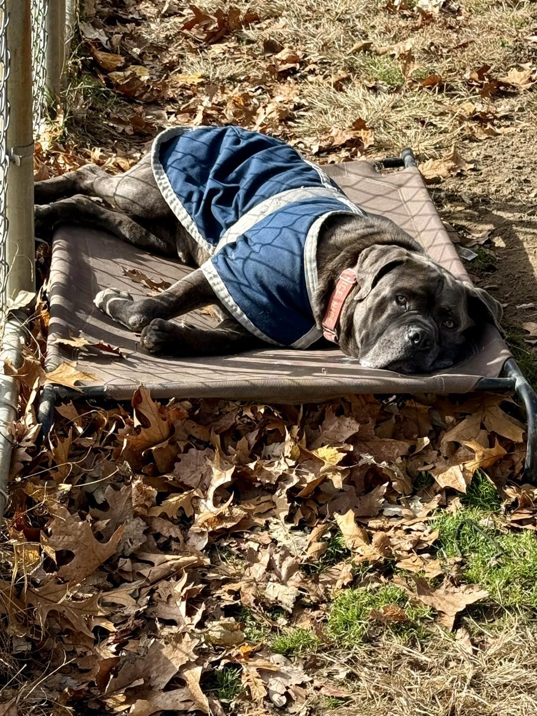 Enlarge Bruce, a Adoptable mixed breed in Exeter, RI image 4/6