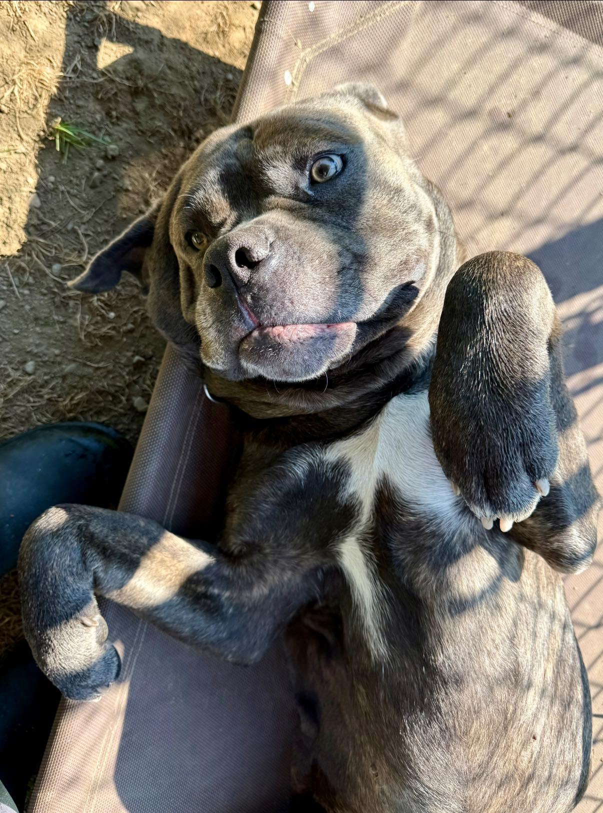 Enlarge Bruce, a Adoptable mixed breed in Exeter, RI image 3/6