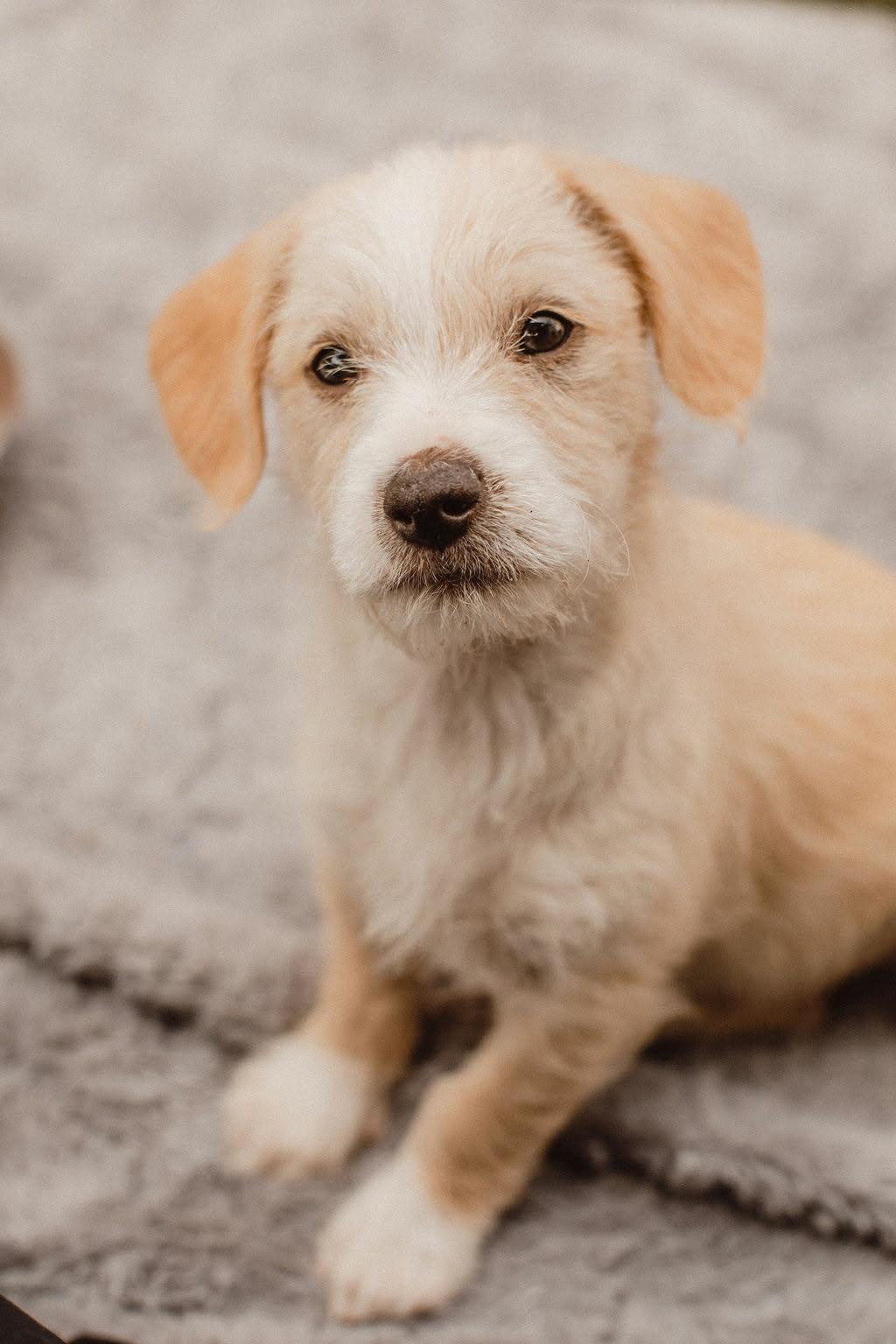 Enlarge Bogey, a Adoptable Terrier in Mission Viejo, CA image 1/3