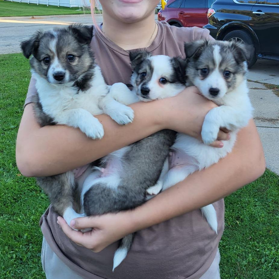 Enlarge Jackie, a Adoptable mixed breed in Tomah, WI image 2/3