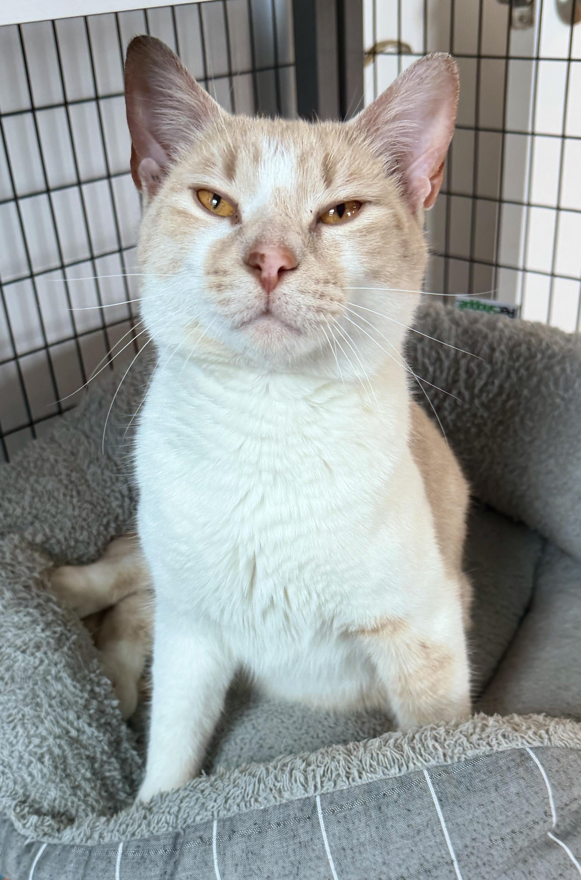 Enlarge Oatmeal, an adopted American Shorthair in Hull, MA image 2/4