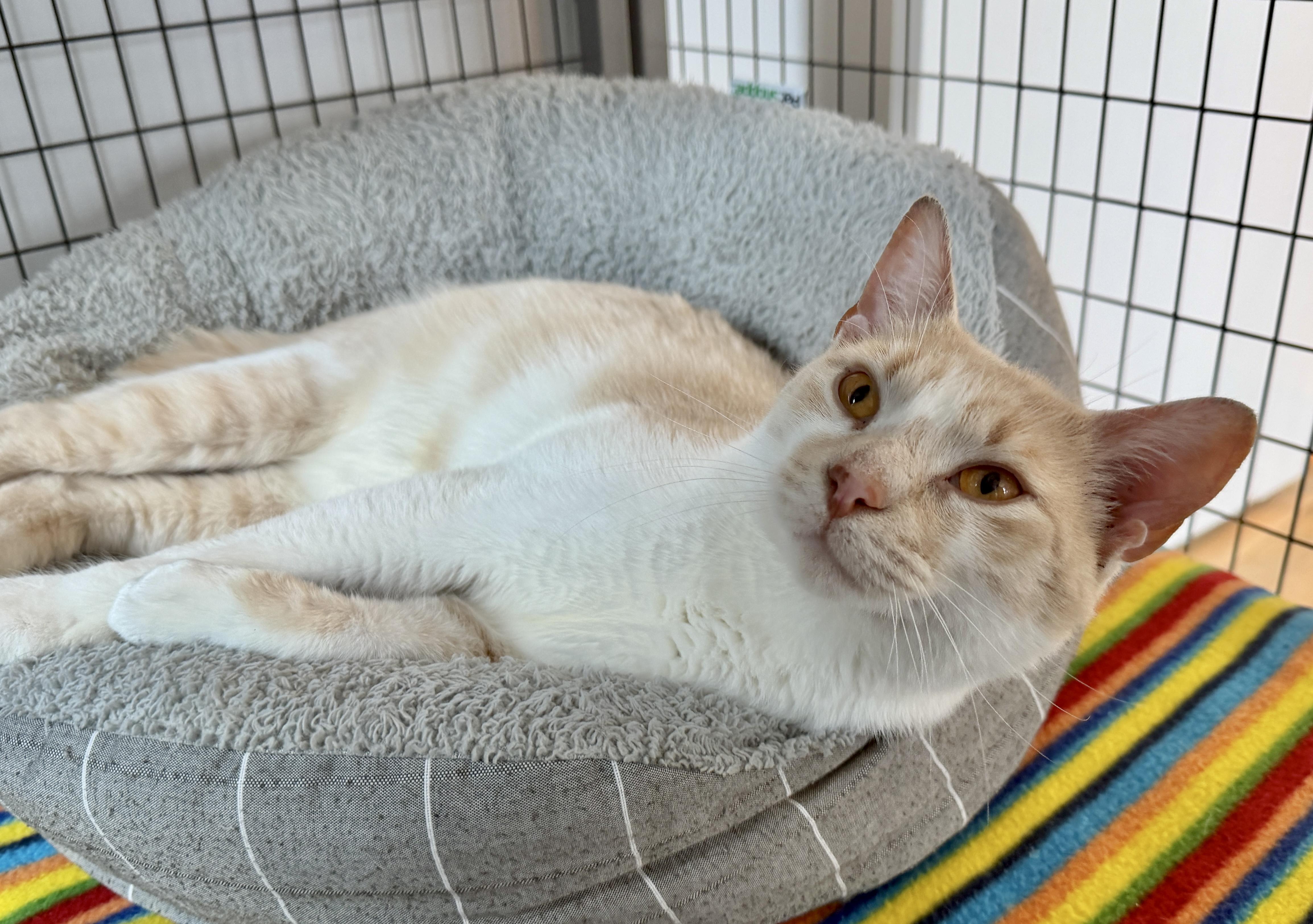 Enlarge Oatmeal, an adopted American Shorthair in Hull, MA image 1/4