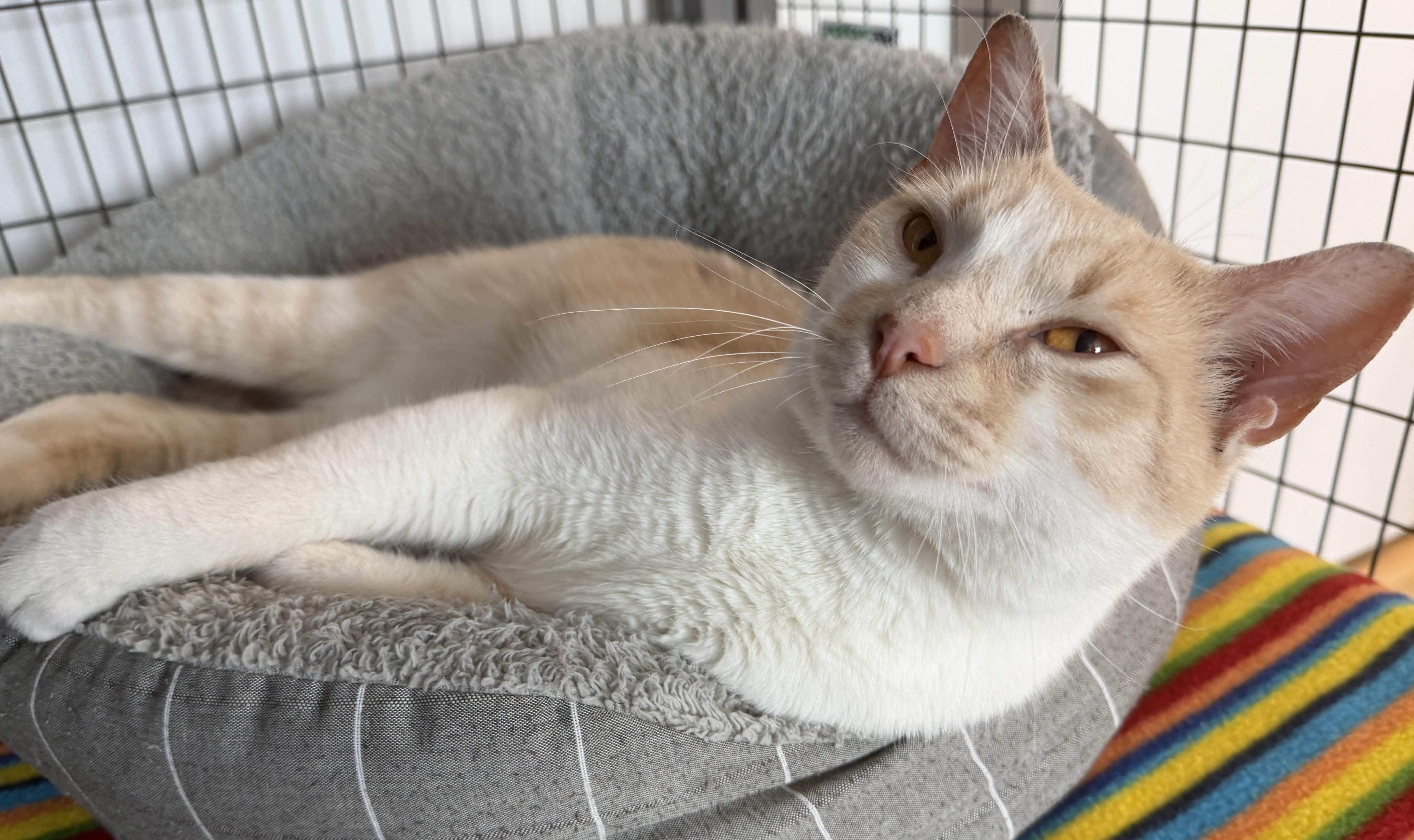 Enlarge Oatmeal, an adopted American Shorthair in Hull, MA image 3/4
