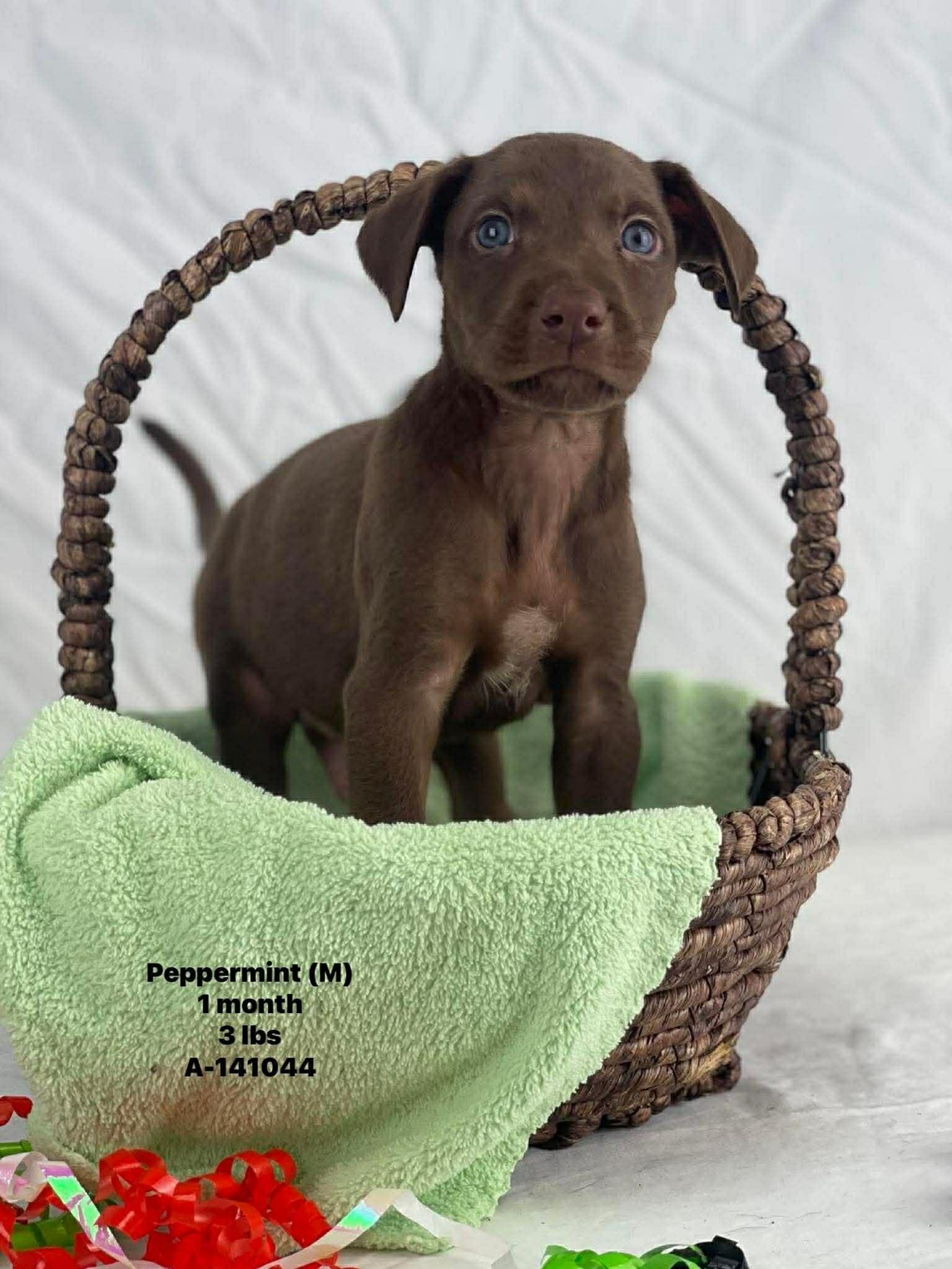 Enlarge Peppermint the Lab Mix Puppy, an adopted mixed breed in Muskego, WI image 4/6