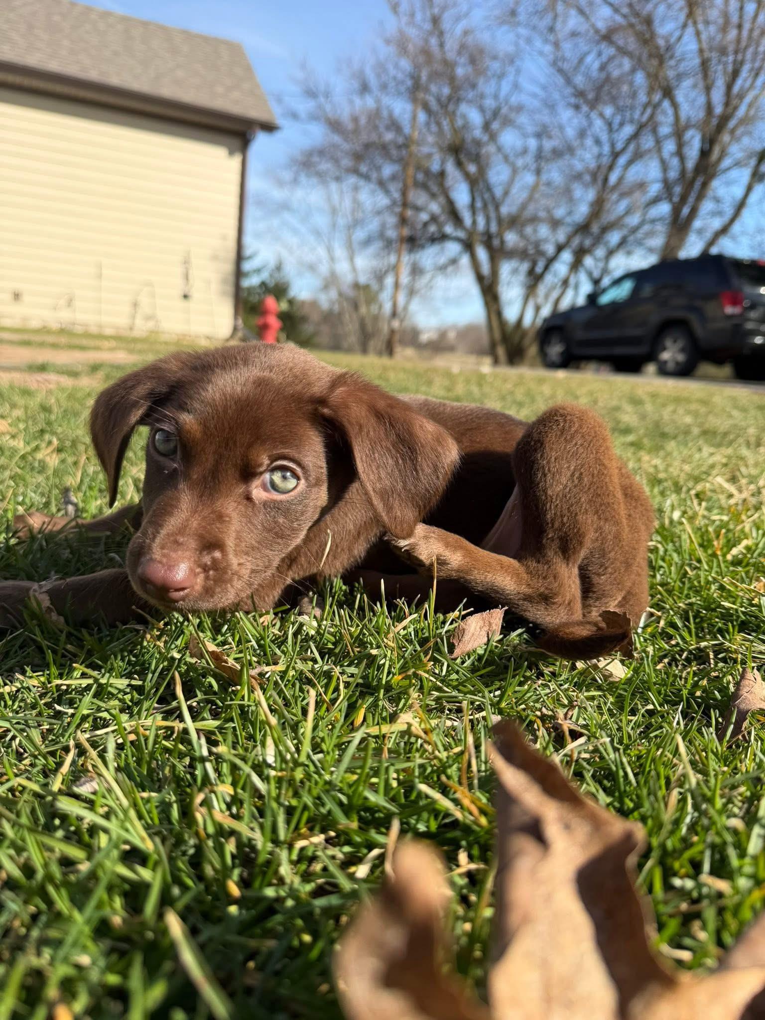 Enlarge Peppermint the Lab Mix Puppy, an adopted mixed breed in Muskego, WI image 6/6