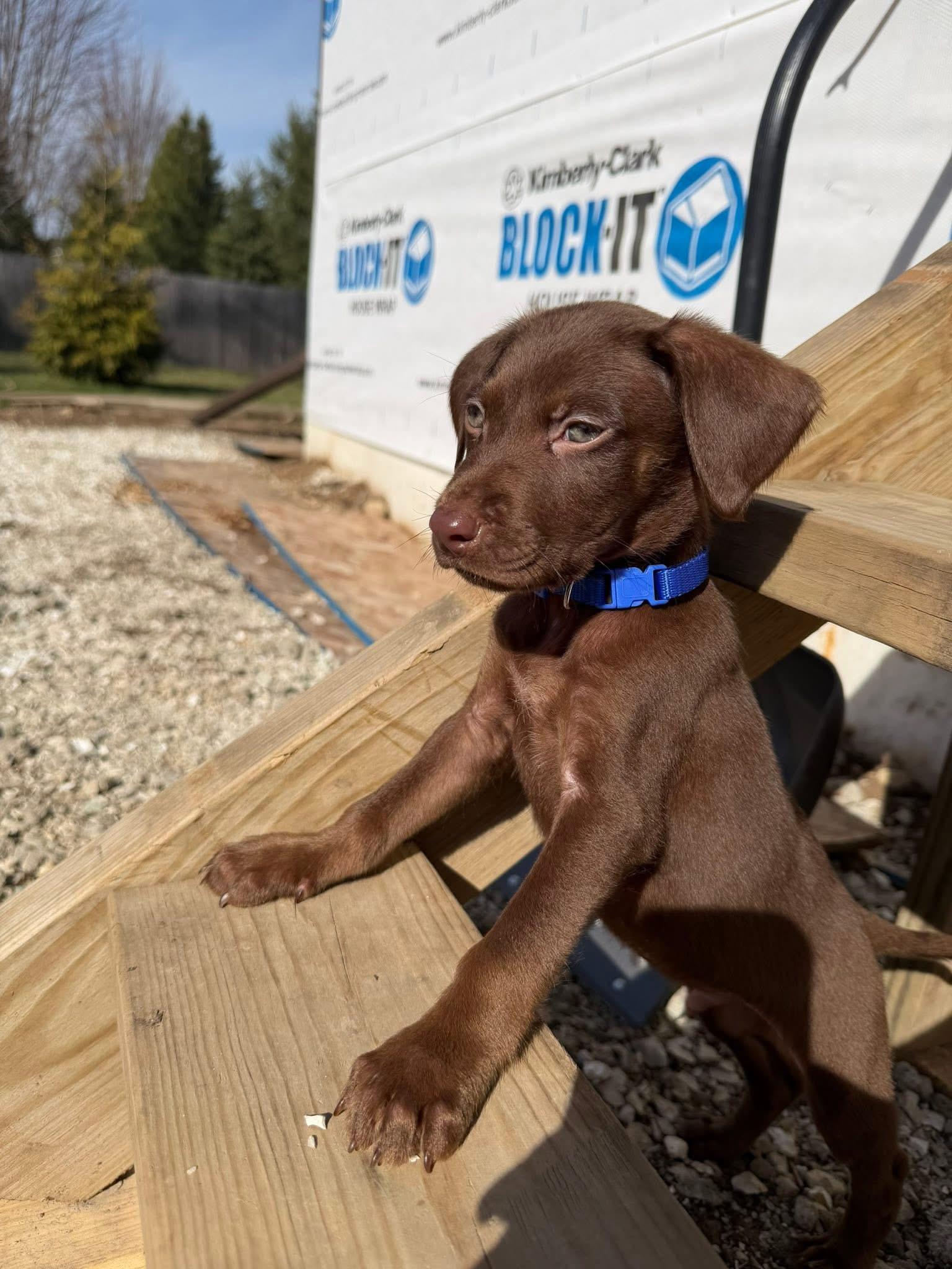 Peppermint the Lab Mix Puppy, adopted, Puppy Male Labrador Retriever & Catahoula Leopard Dog.