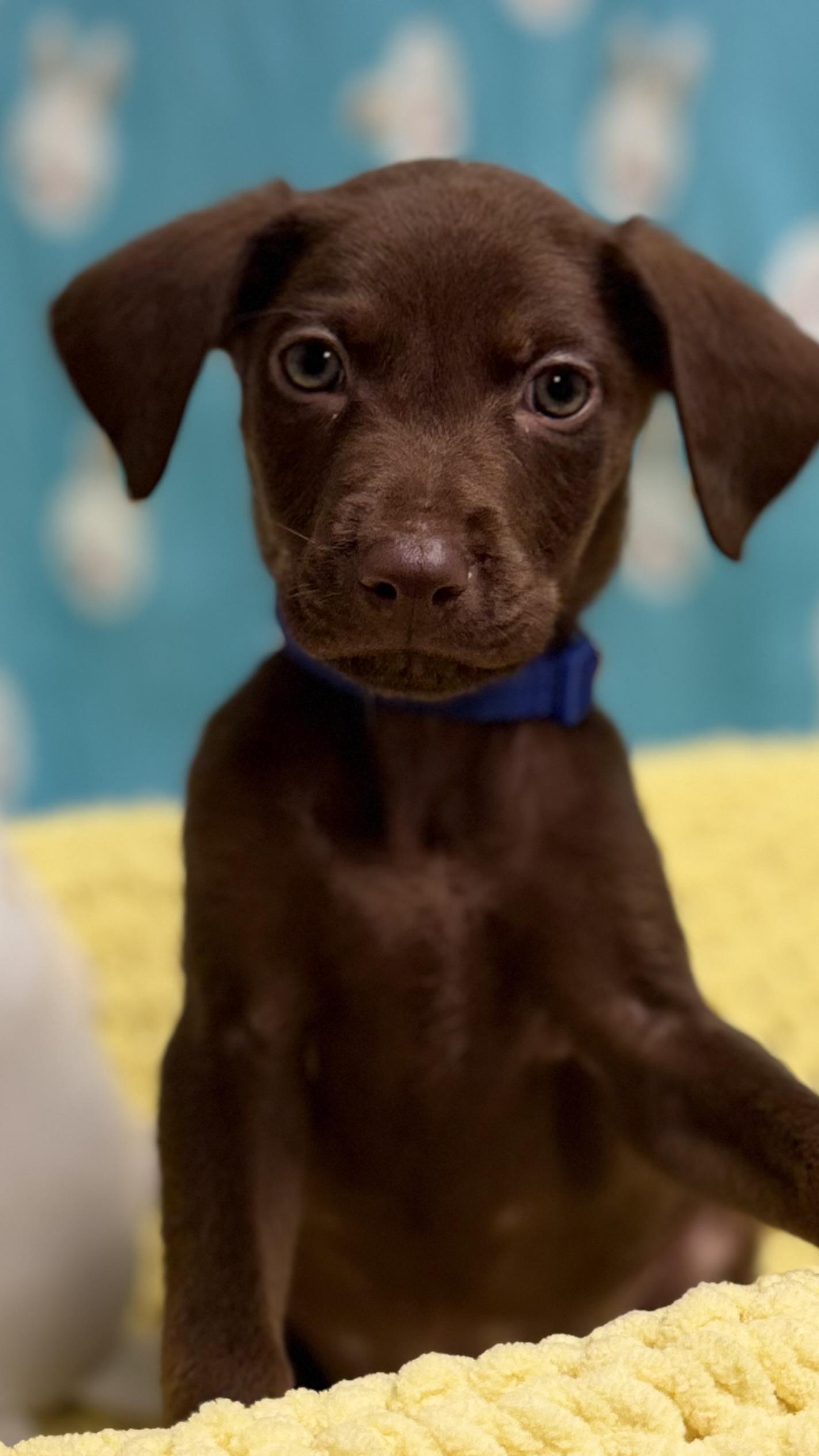 Enlarge Peppermint the Lab Mix Puppy, an adopted mixed breed in Muskego, WI image 2/6