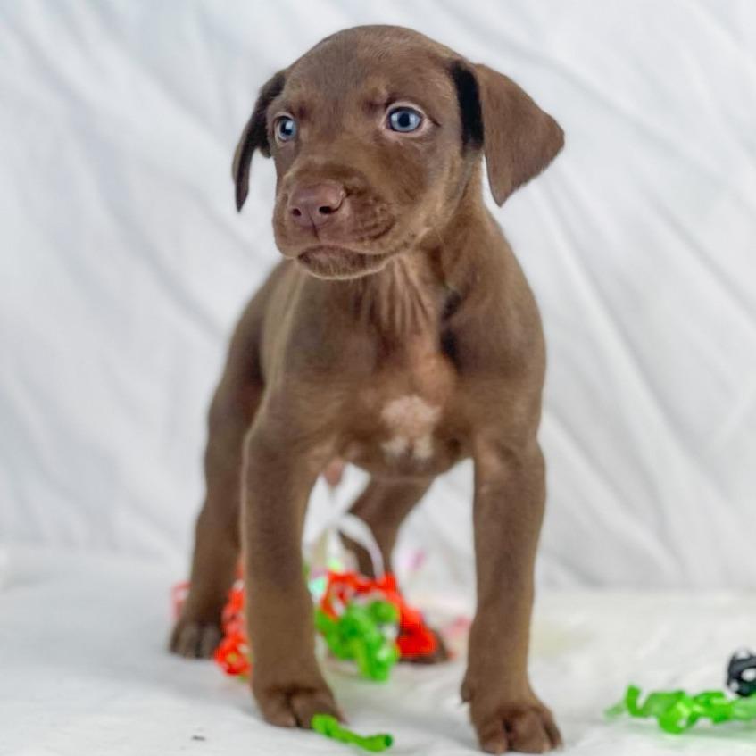 Enlarge Peppermint the Lab Mix Puppy, an adopted mixed breed in Muskego, WI image 3/6