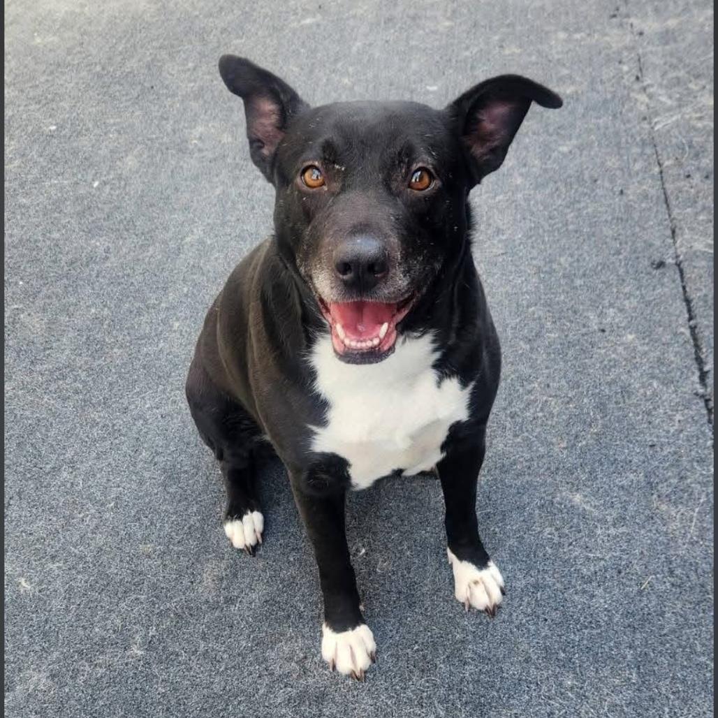 Enlarge Annabelle, a Adoptable mixed breed in Cleveland, TN image 1/4