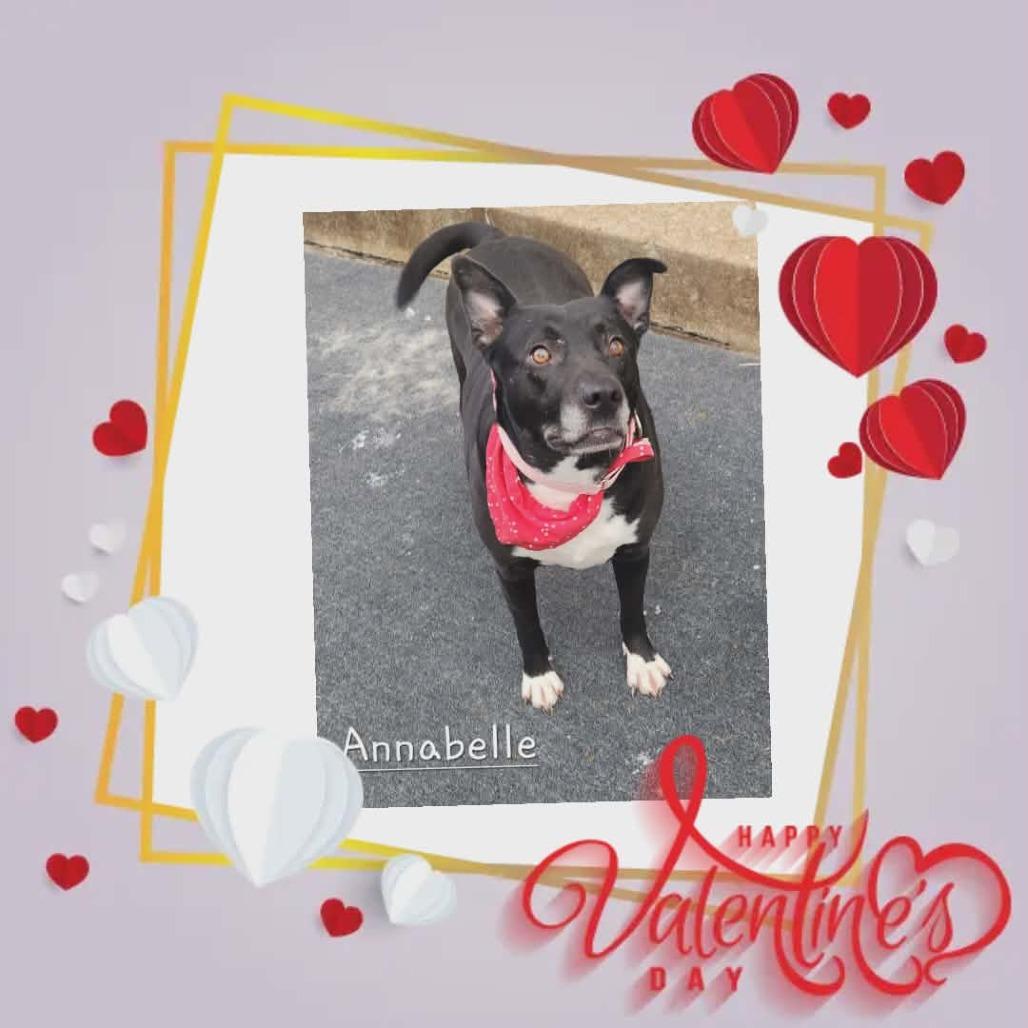 Enlarge Annabelle, a Adoptable mixed breed in Cleveland, TN image 2/4