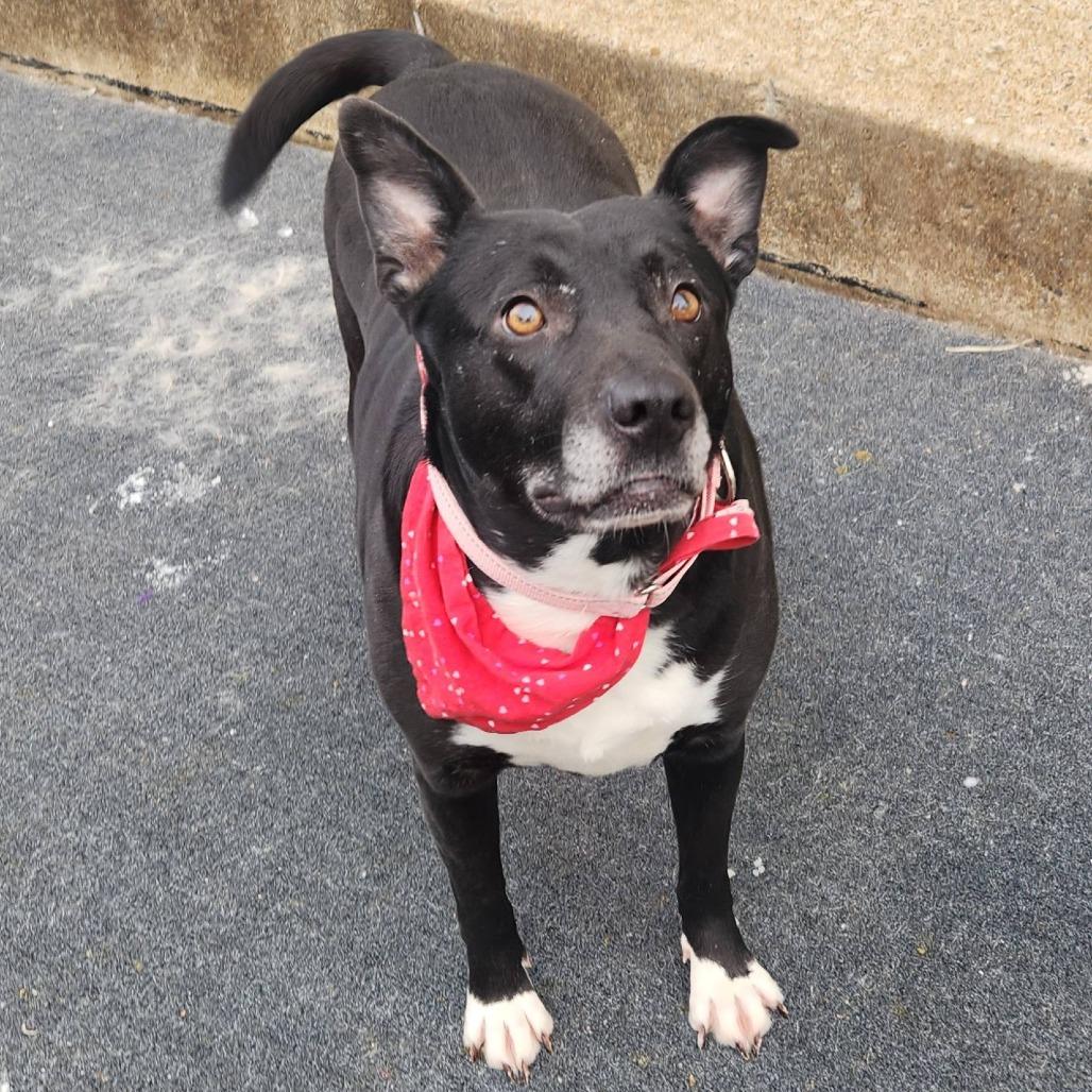 Enlarge Annabelle, a Adoptable mixed breed in Cleveland, TN image 3/4