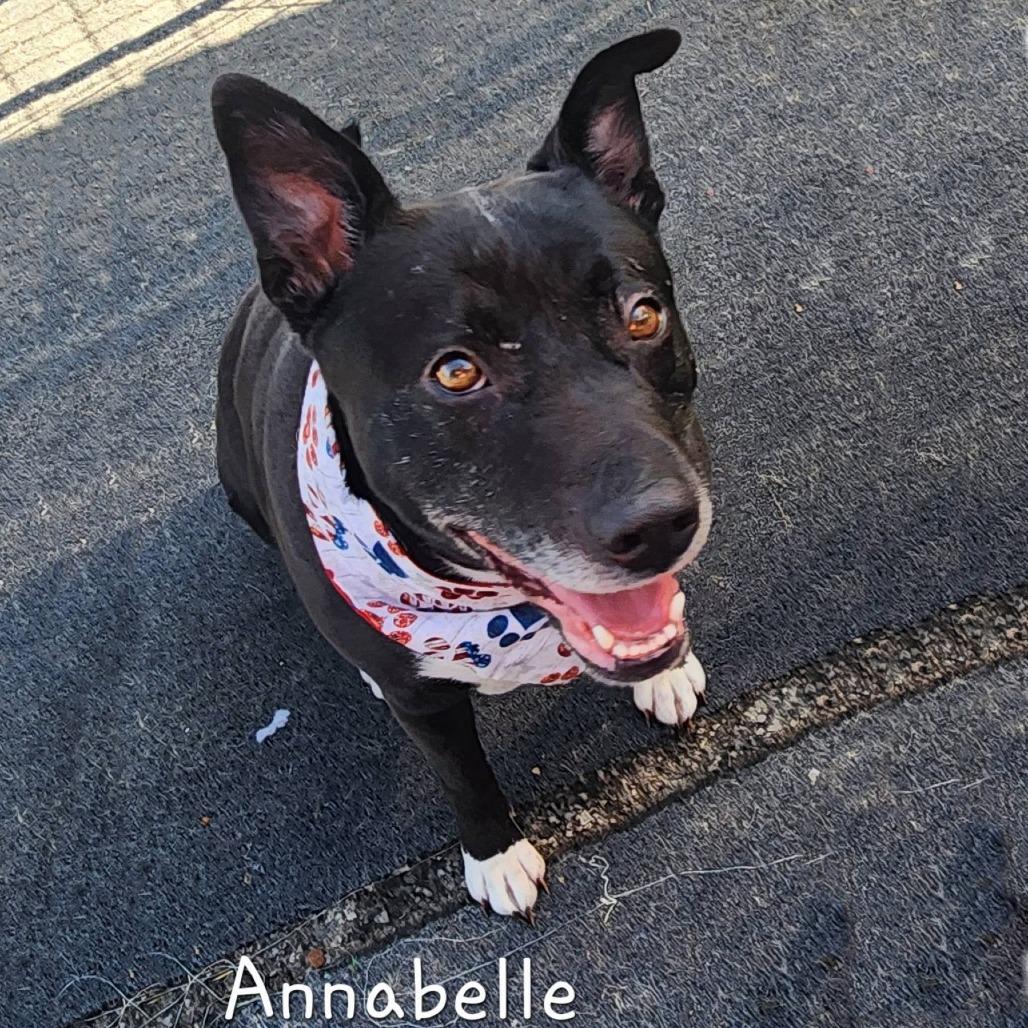 Enlarge Annabelle, a Adoptable mixed breed in Cleveland, TN image 4/5