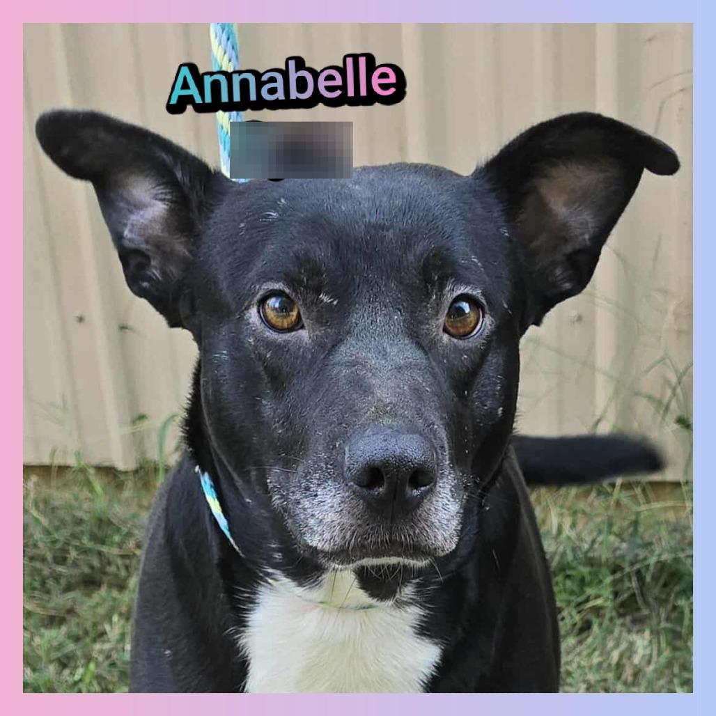 Enlarge Annabelle, a Adoptable mixed breed in Cleveland, TN image 4/4