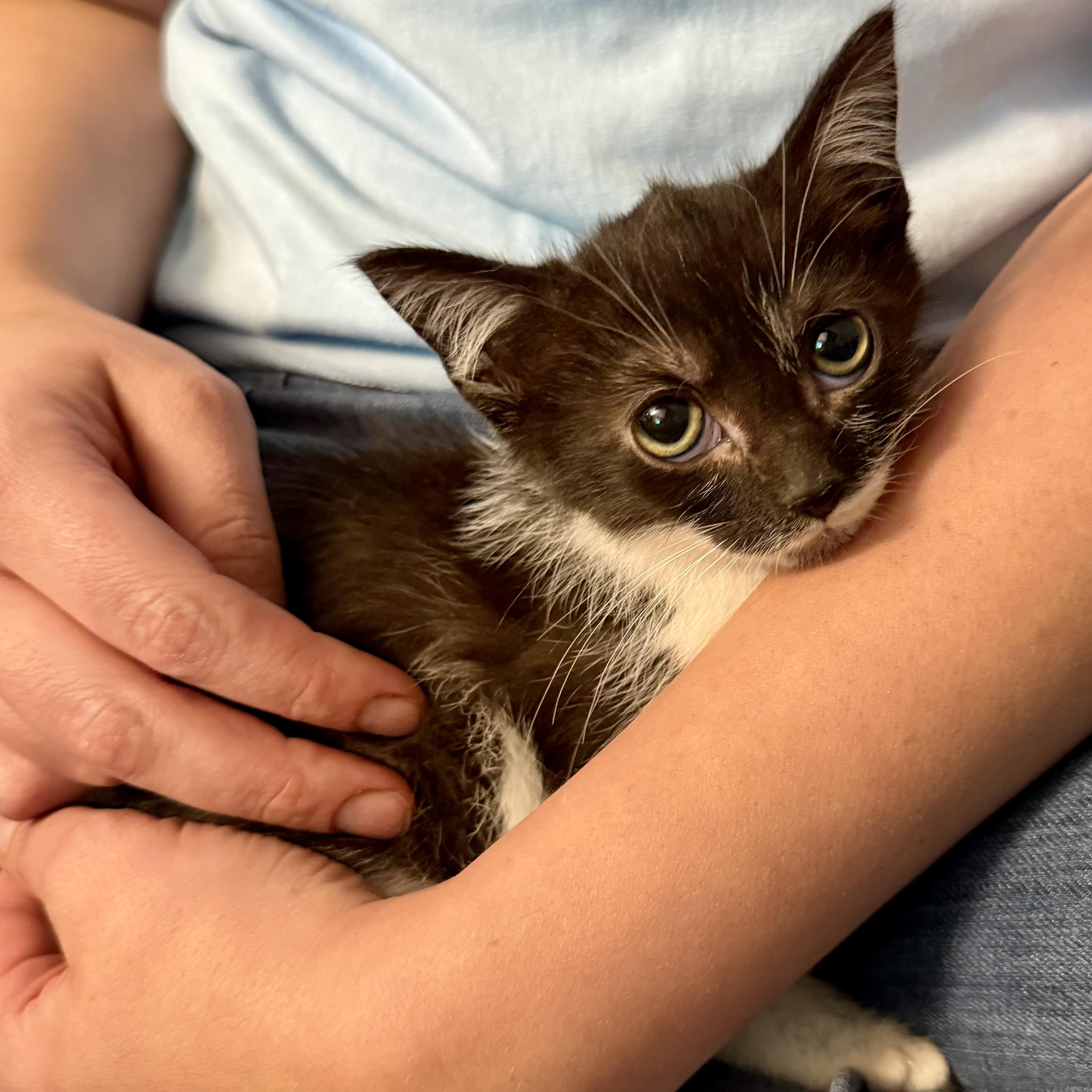 Enlarge Bellatrix, a ADOPTABLE Domestic Short Hair in Tampa, FL image 1/3