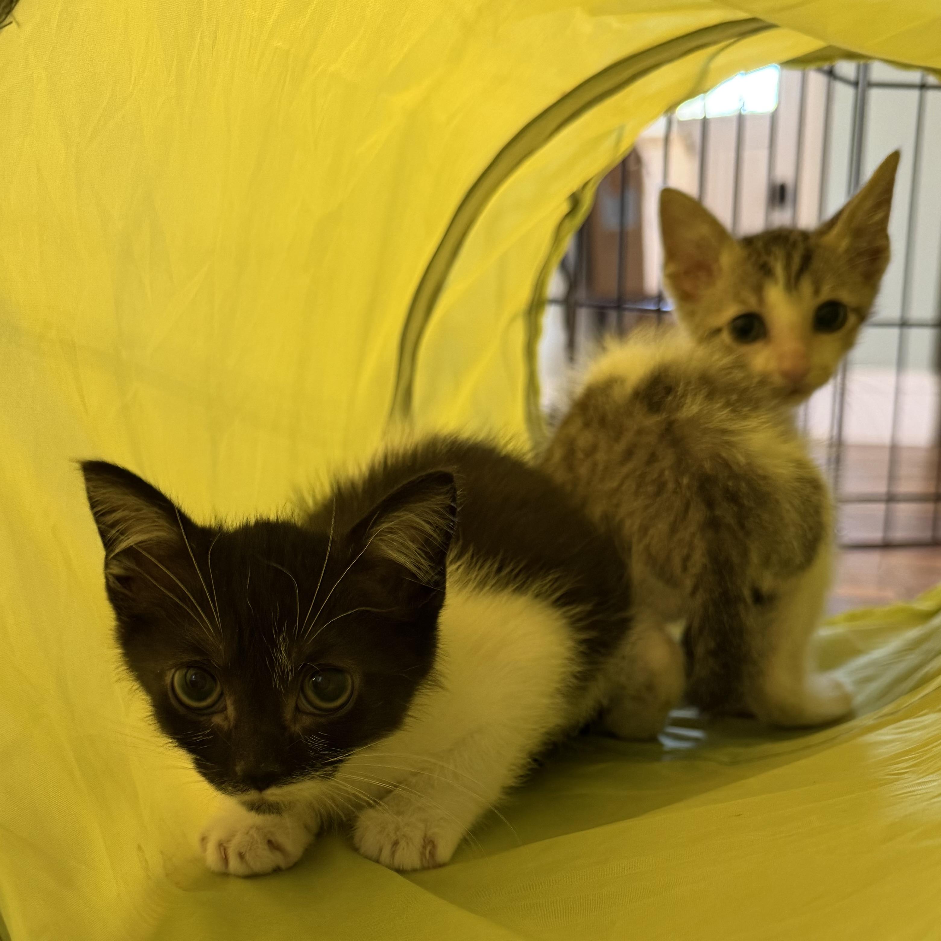 Enlarge Bellatrix, a ADOPTABLE Domestic Short Hair in Tampa, FL image 3/3