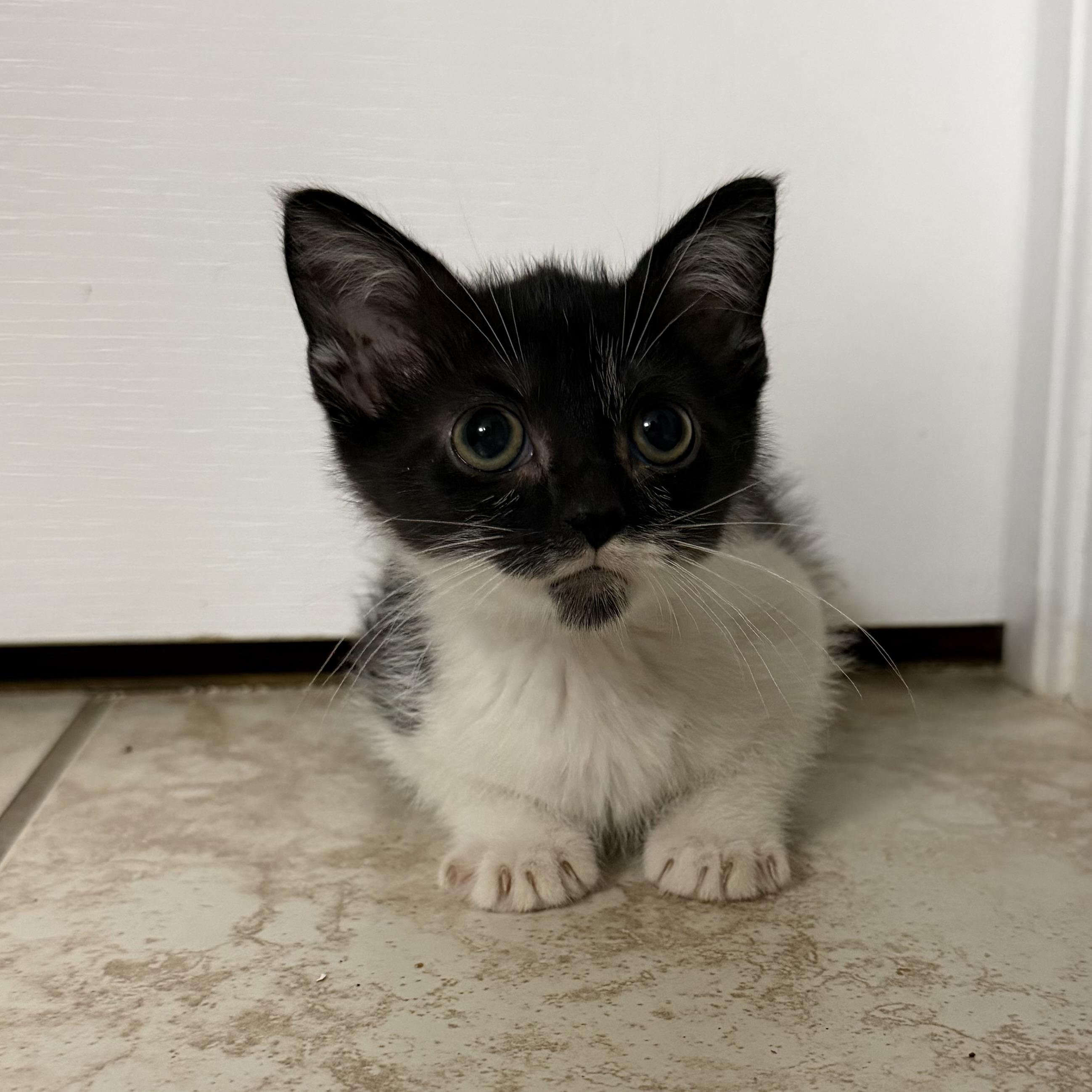 Enlarge Bellatrix, a ADOPTABLE Domestic Short Hair in Tampa, FL image 2/3