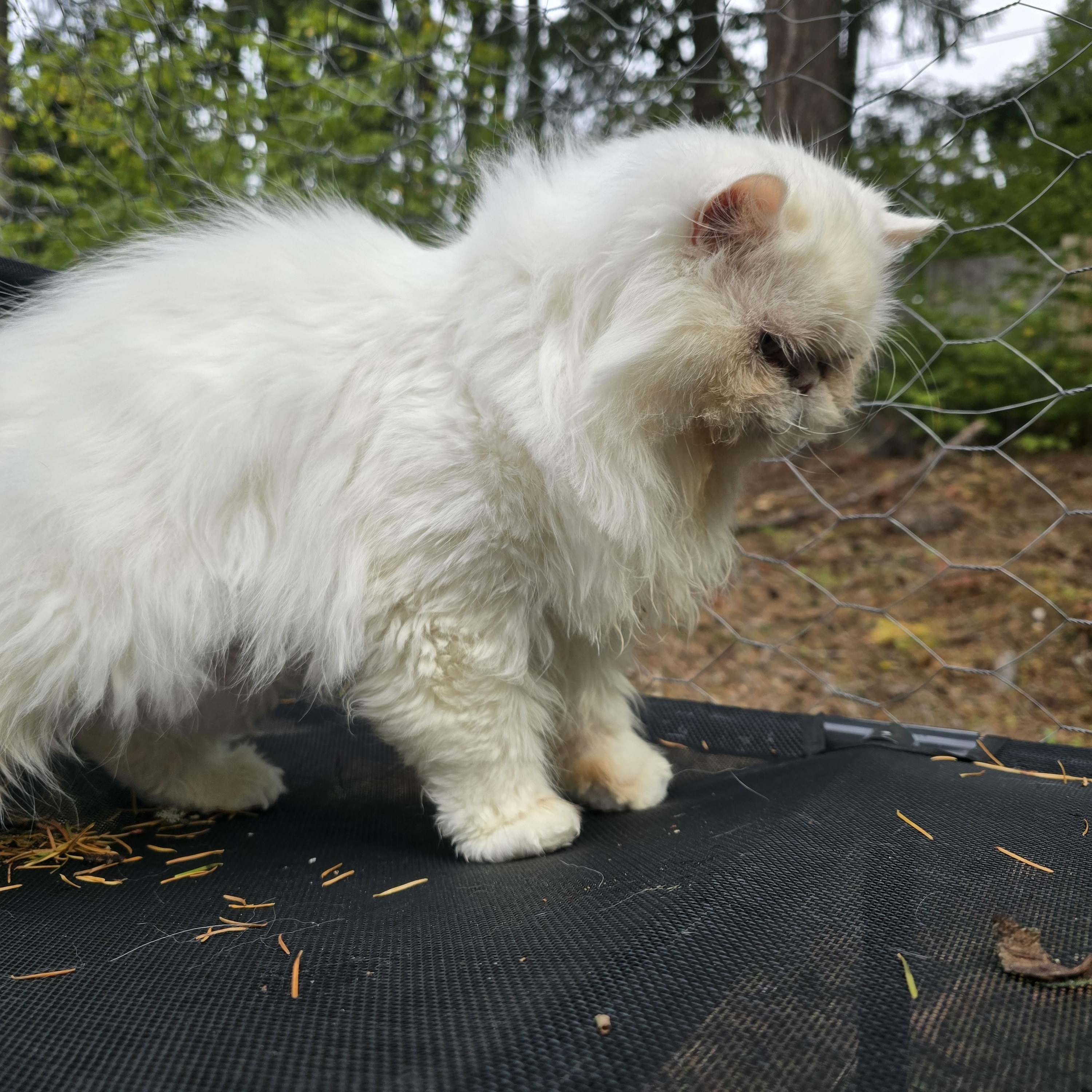 Snowball, an adoptable Persian in Lacey, WA, 98503 | Photo Image 3