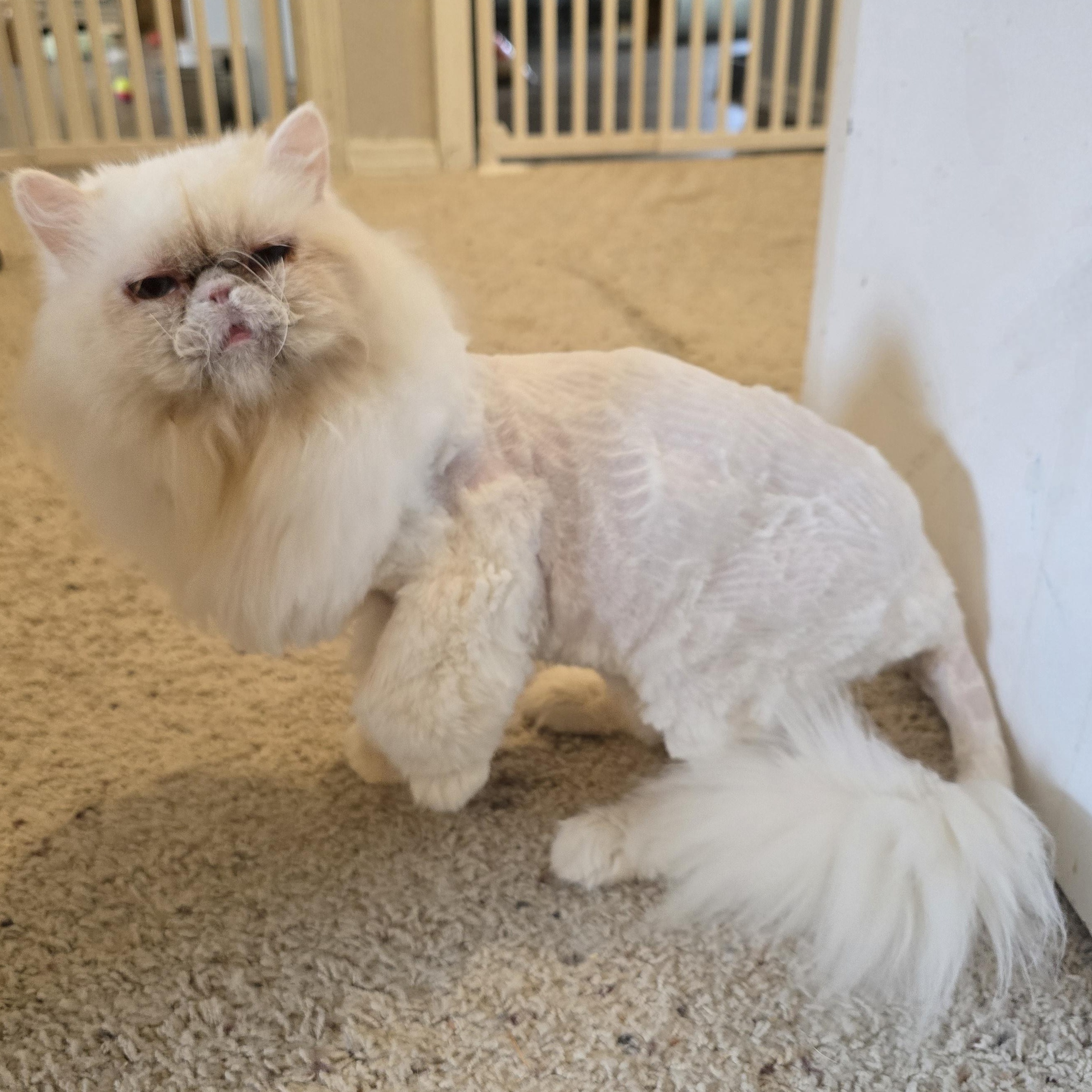 Snowball, an adoptable Persian in Lacey, WA image 4/6