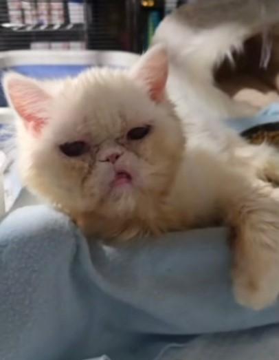 Enlarge Snowball, a Adoptable Persian in Lacey, WA image 3/5
