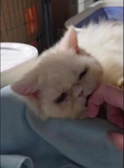 Snowball, an adoptable Persian in Lacey, WA, 98503 | Photo Image 4