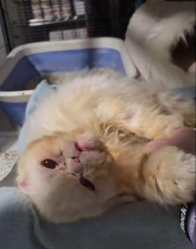 Enlarge Snowball, a Adoptable Persian in Lacey, WA image 4/5