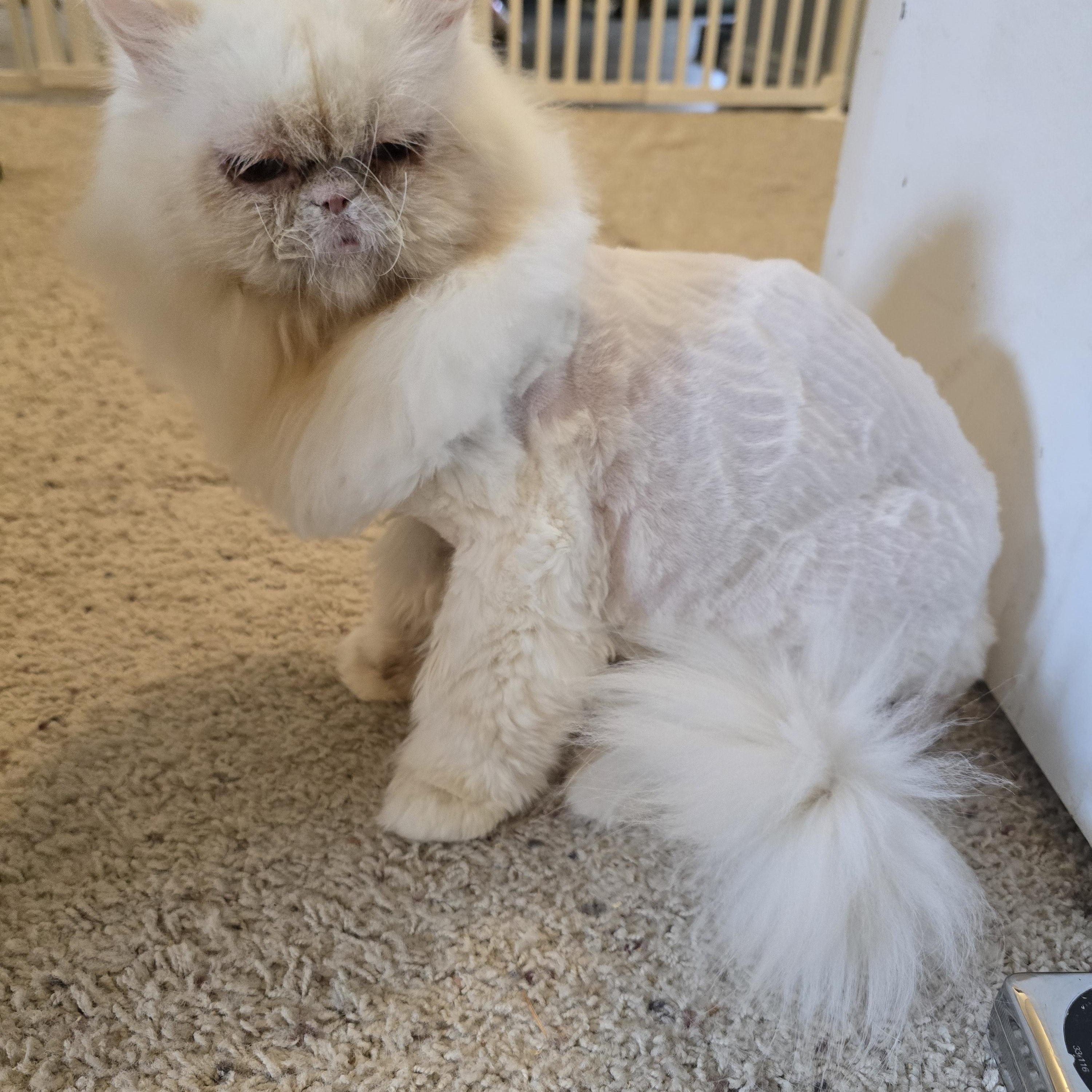 Snowball, an adoptable Persian in Lacey, WA image 5/6