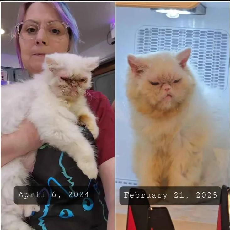 Snowball, an adoptable Persian in Lacey, WA, 98503 | Photo Image 1
