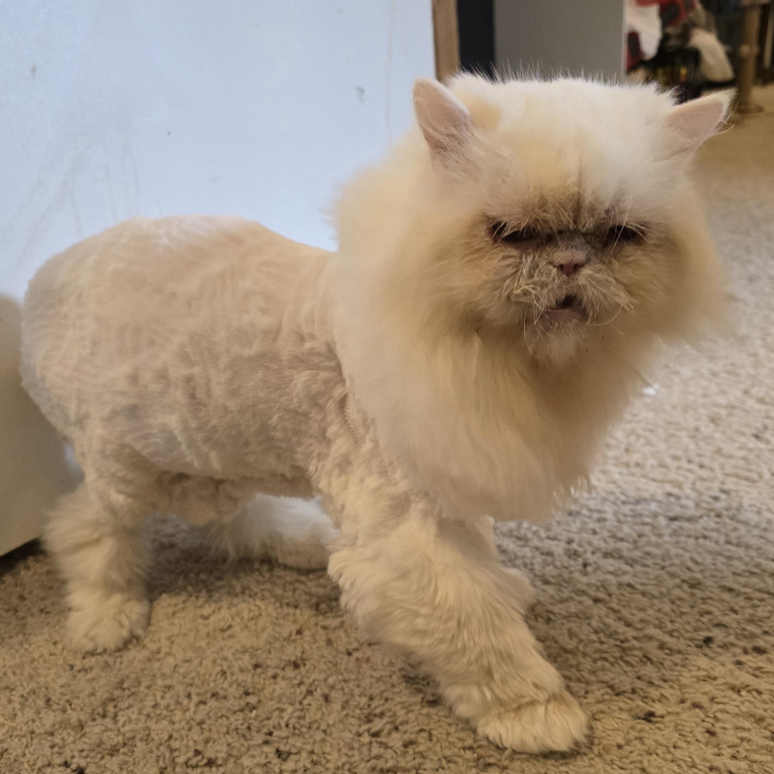 Snowball, an adoptable Persian in Lacey, WA image 6/6