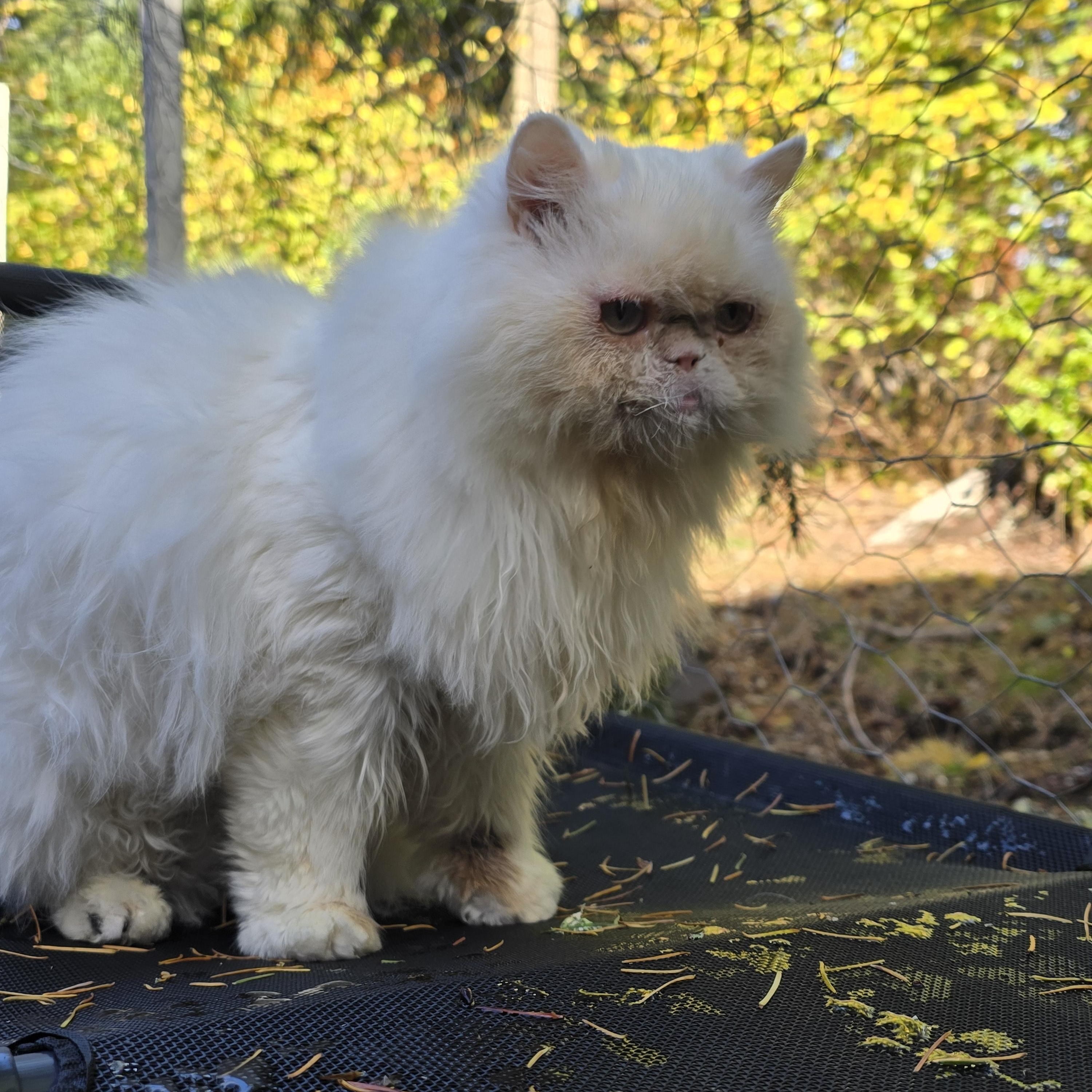 Snowball, Adoptable, Adult Male Persian.