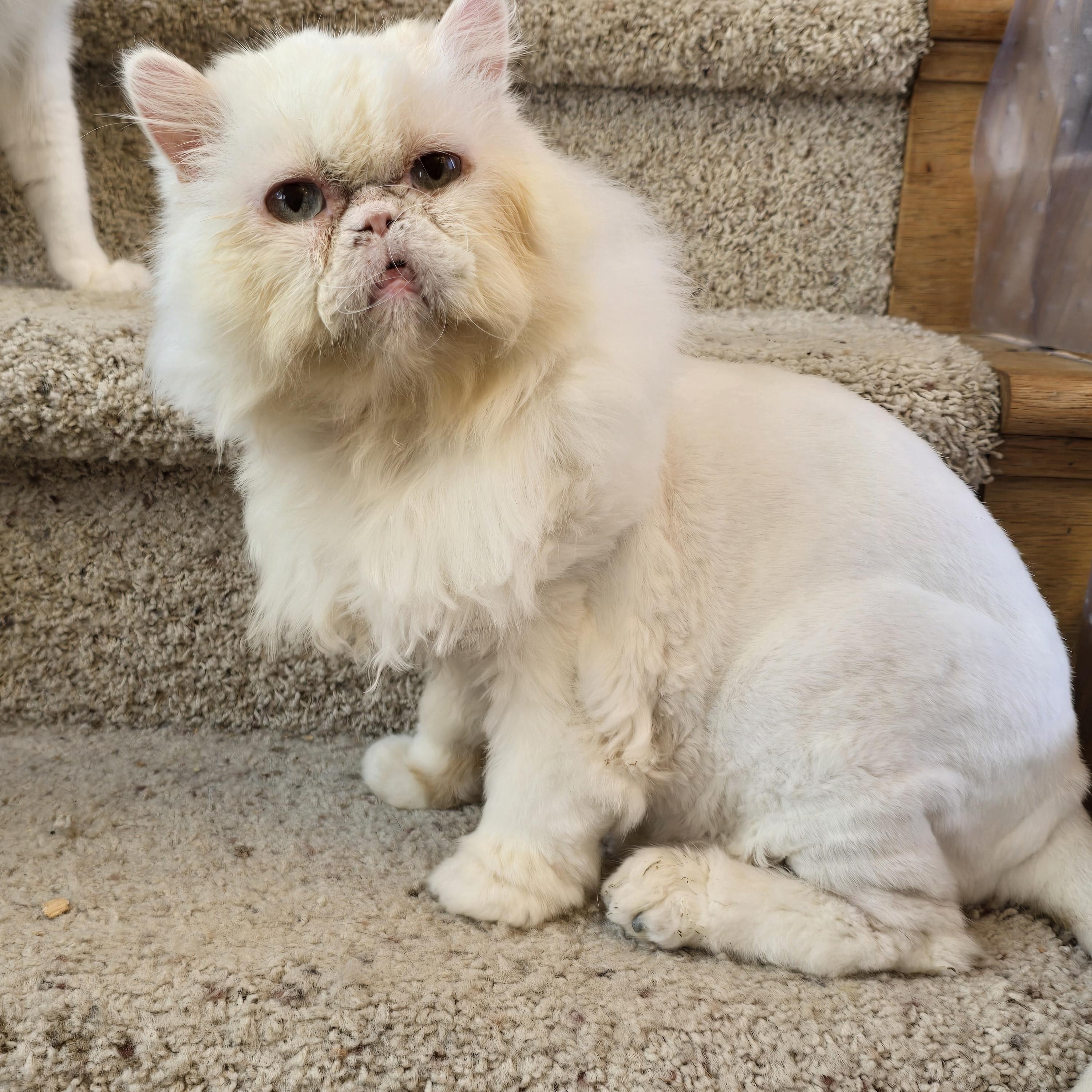 Snowball, adoptable, Adult Male Persian.
