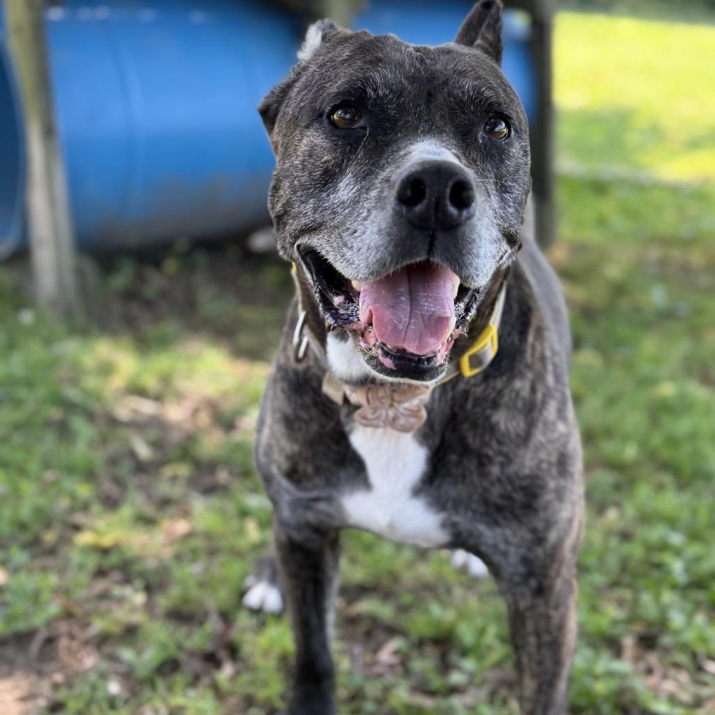 Lily, Adoptable, Adult Female American Staffordshire Terrier & Mixed Breed.