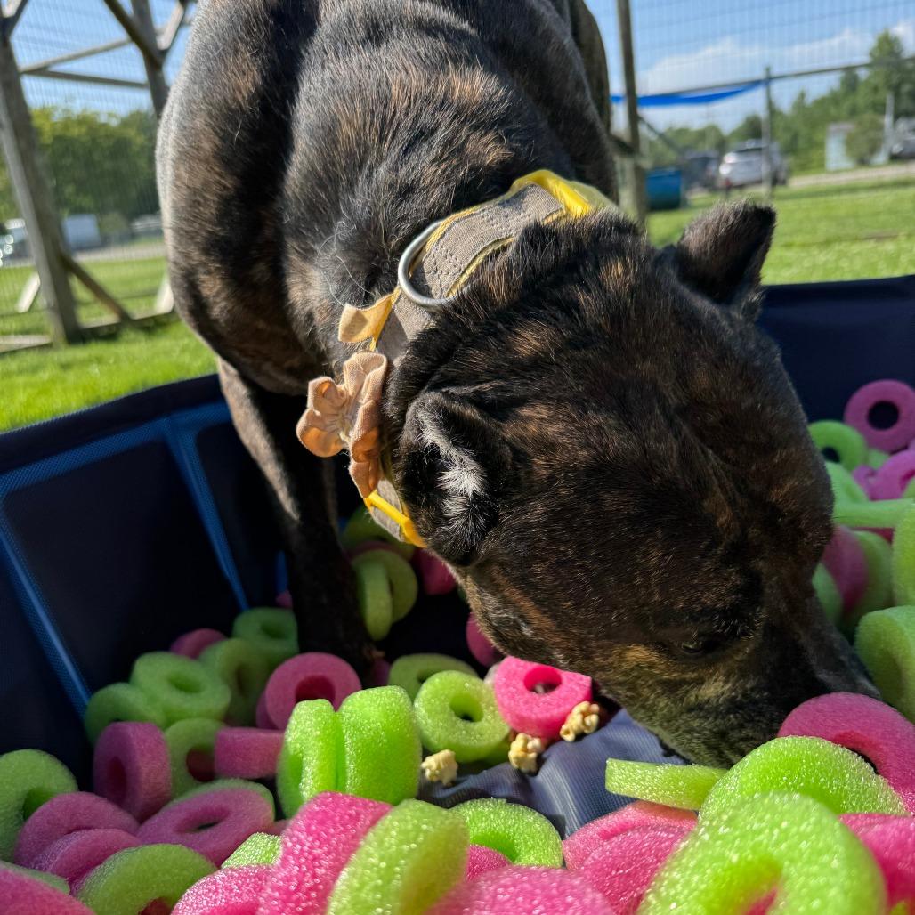 Enlarge Lily, a Adoptable mixed breed in Ashtabula, OH image 5/6