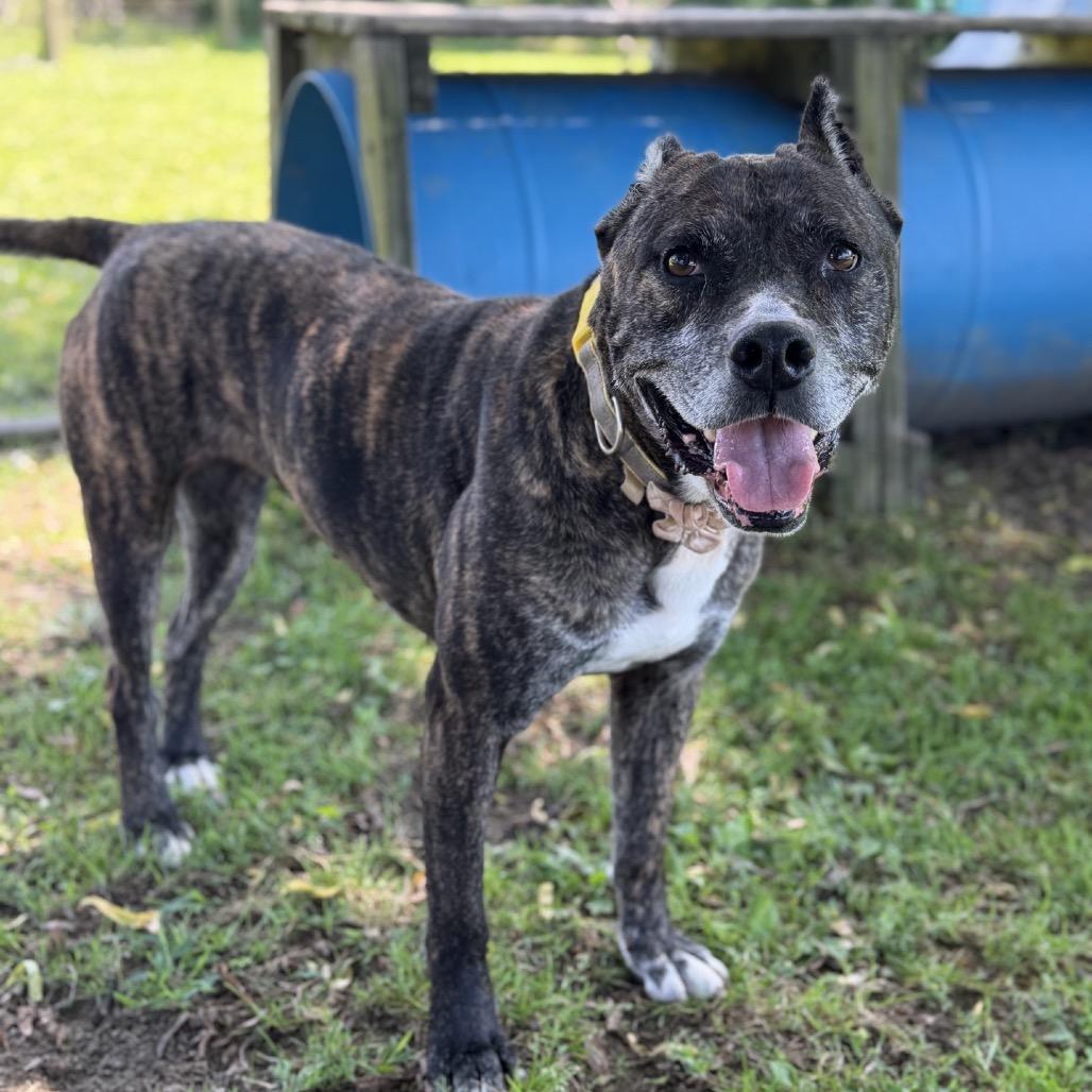 Enlarge Lily, a Adoptable mixed breed in Ashtabula, OH image 6/6