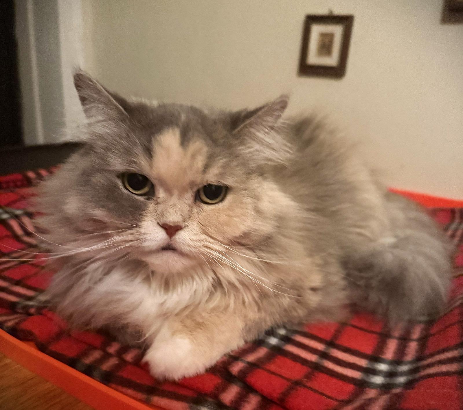 Winter, adopted, Young Female Persian.