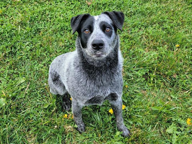 JEFF, Adoptable, Young Male Australian Cattle Dog / Blue Heeler.