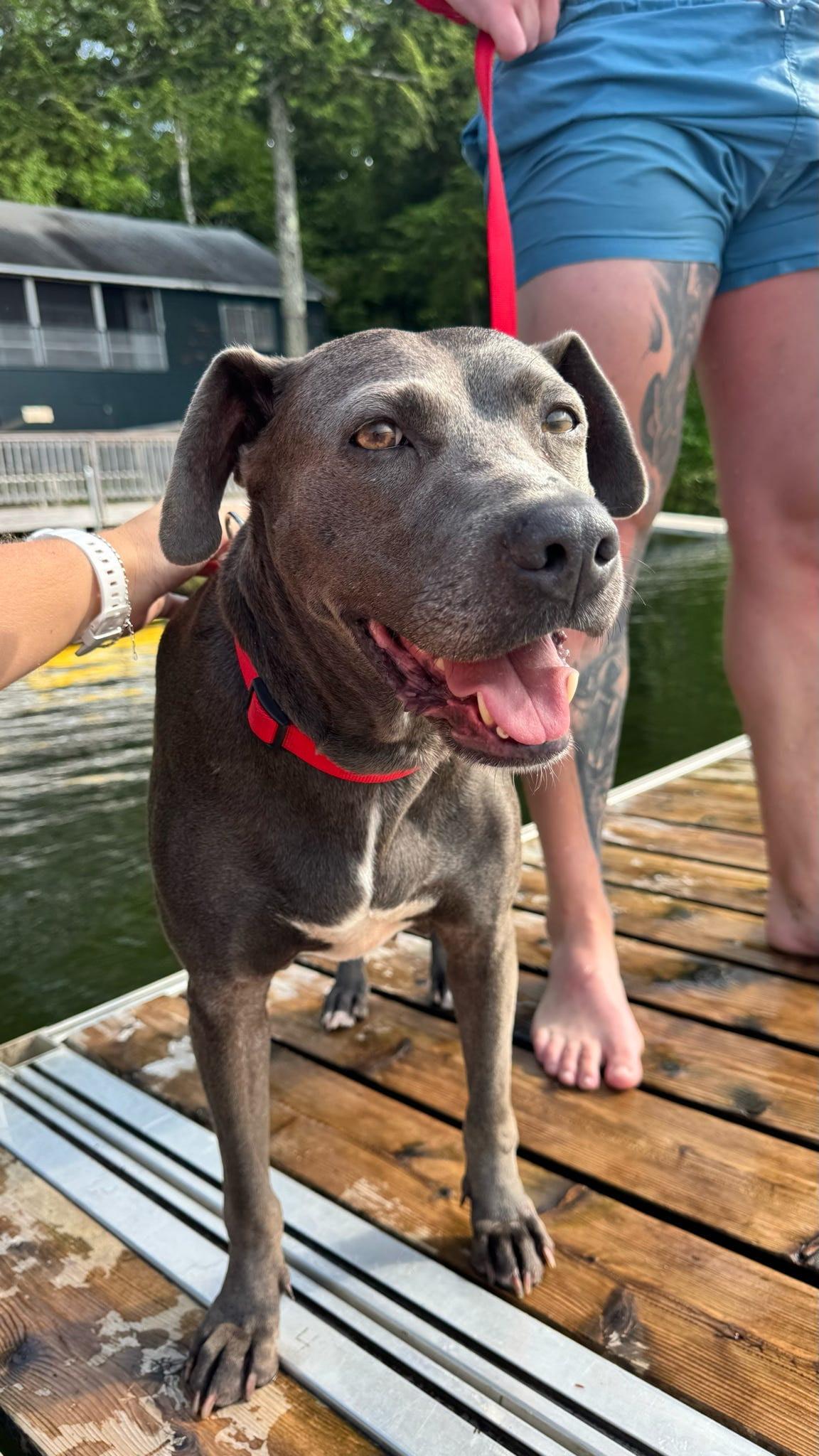 Winnie, Adult Female American Staffordshire Terrier