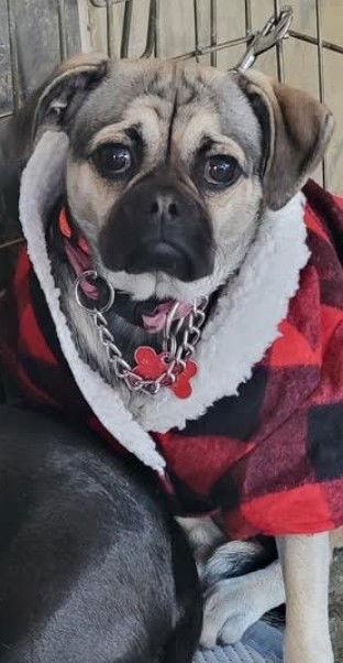 Mocha, Adoptable, Puppy Female Pug.