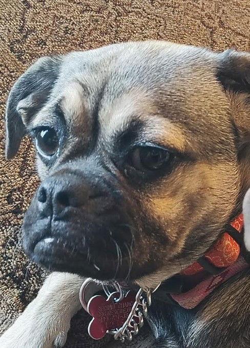 Mocha, Adoptable, Puppy Female Pug.